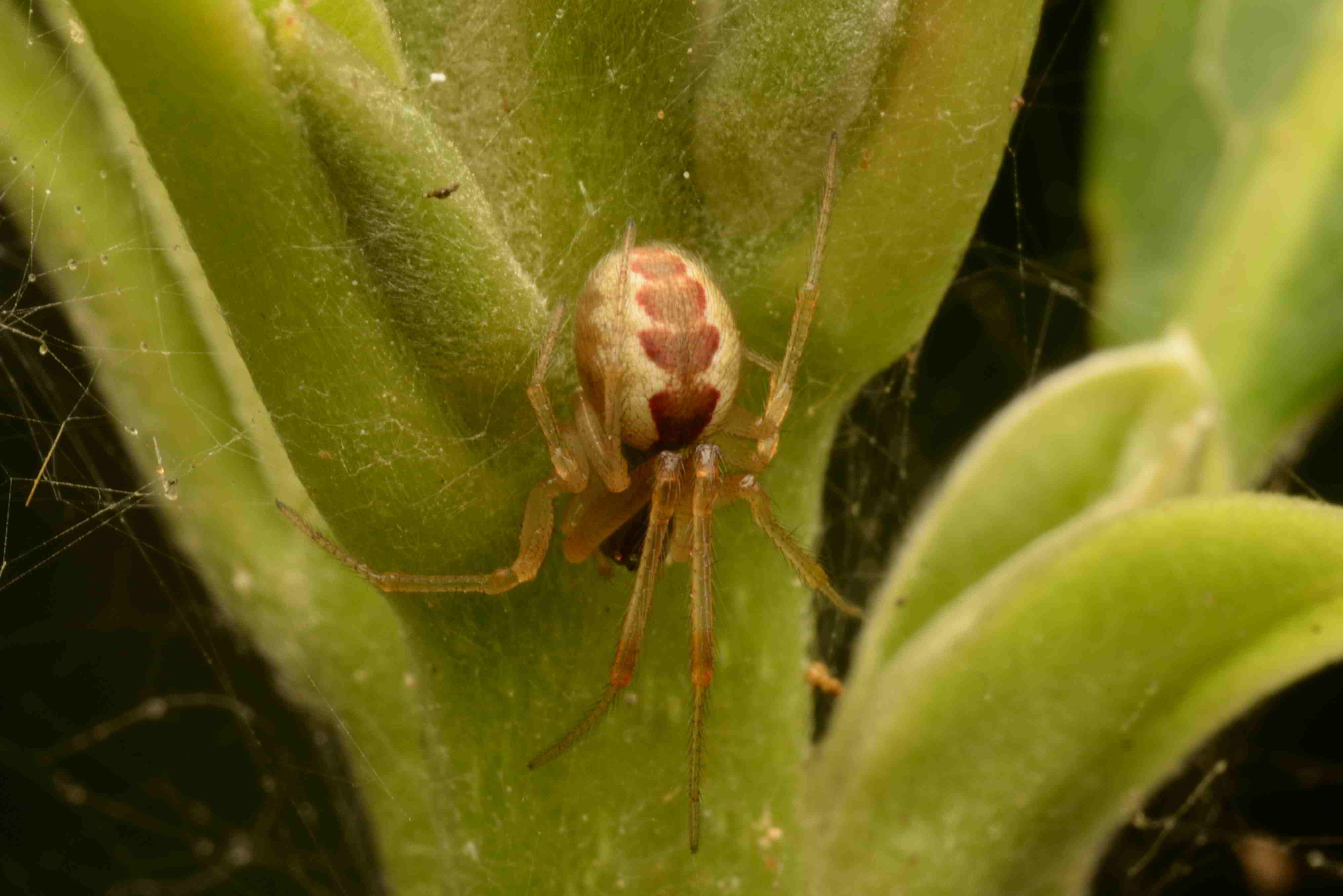 アシブトヒメグモ♀