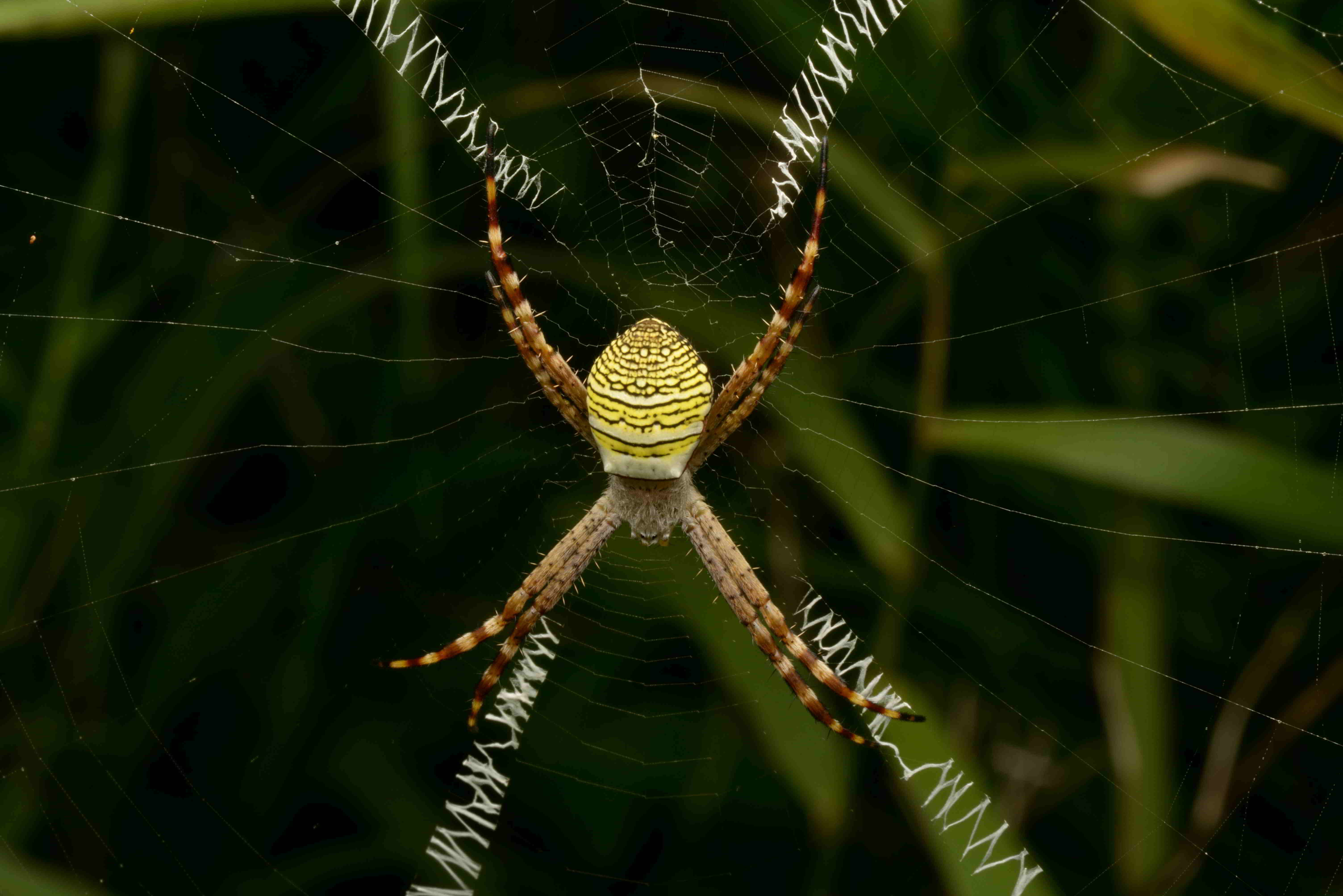 ナガマルコガネグモ♀