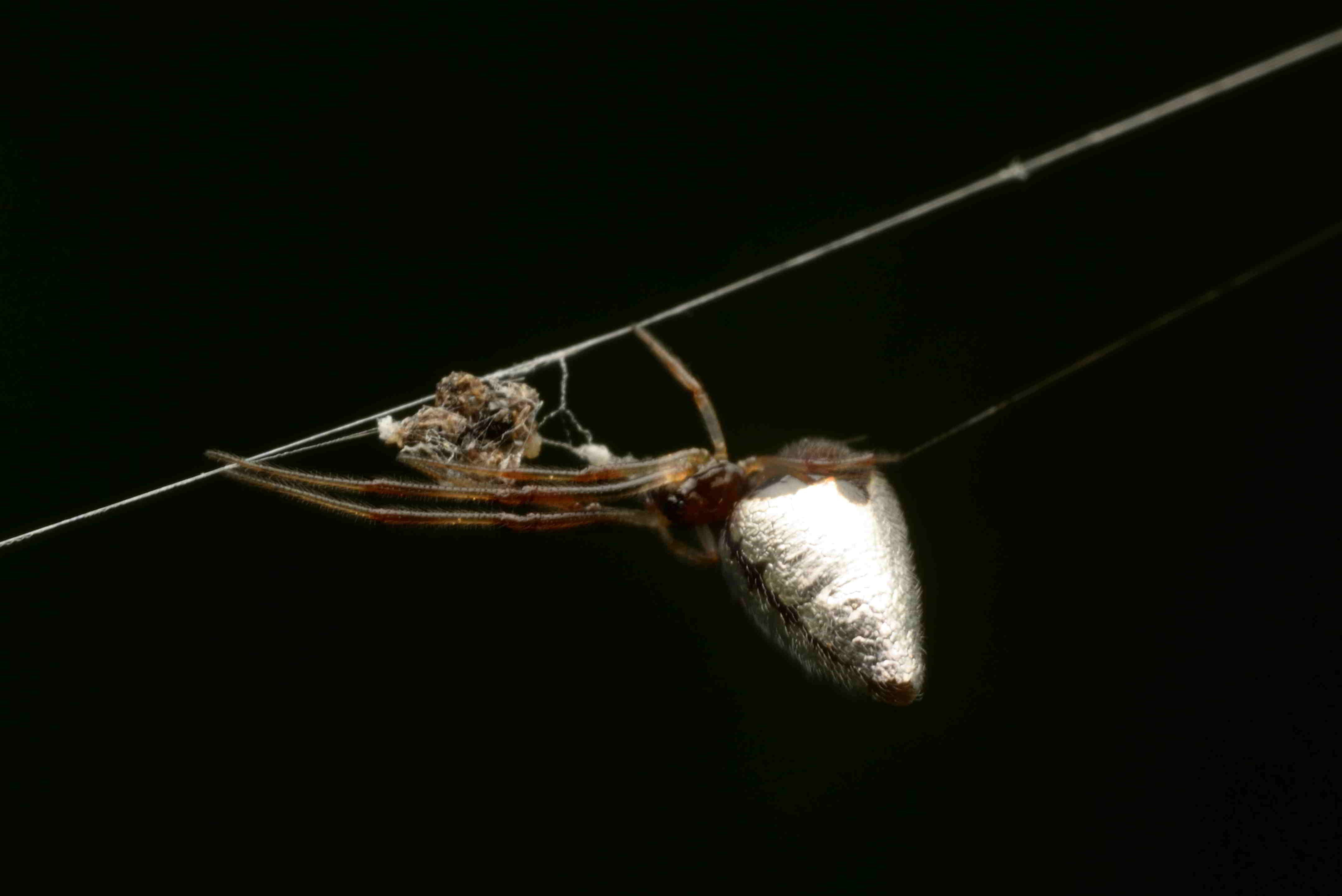 シロカネイソウロウグモ♀