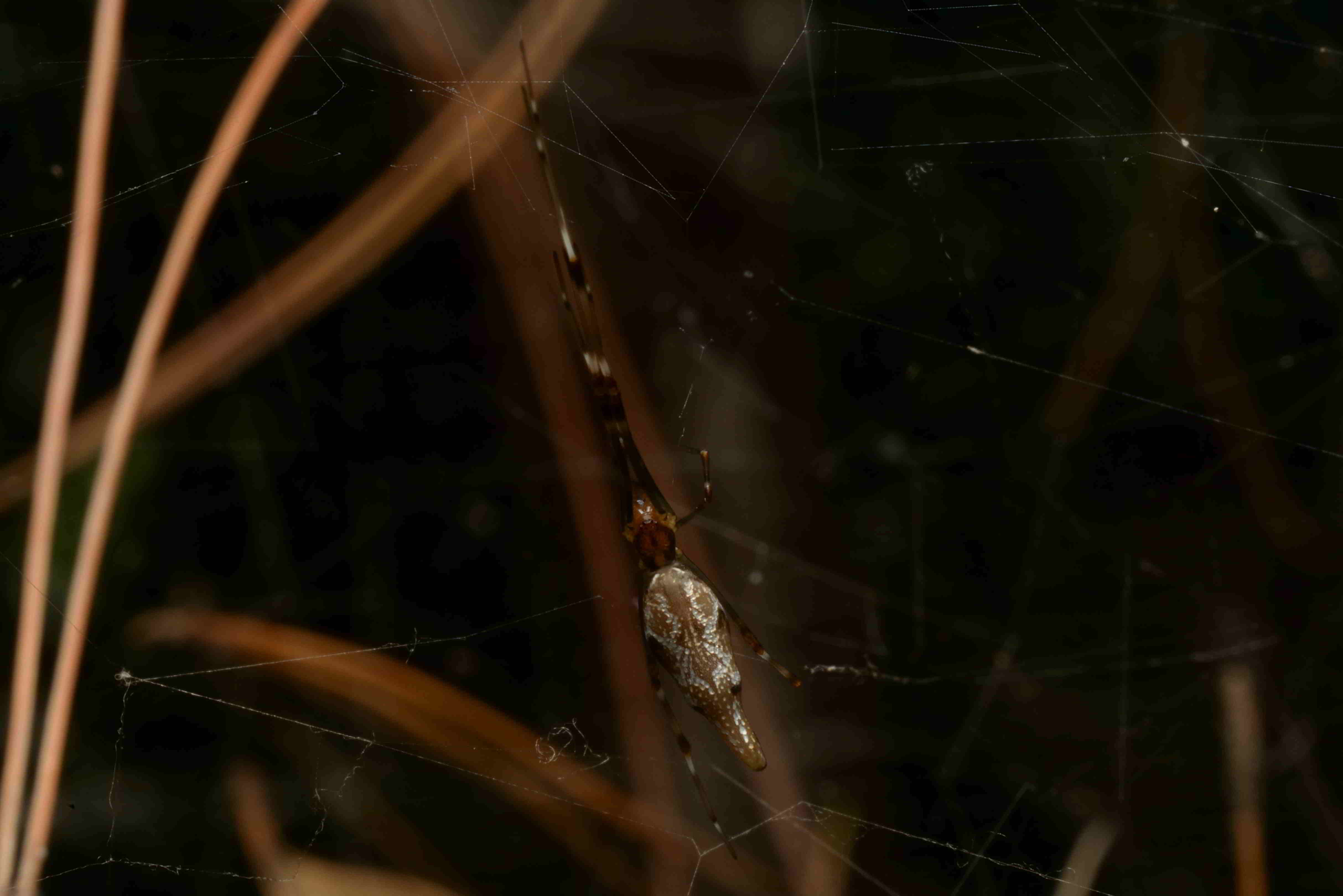 チリイソウロウグモ♀