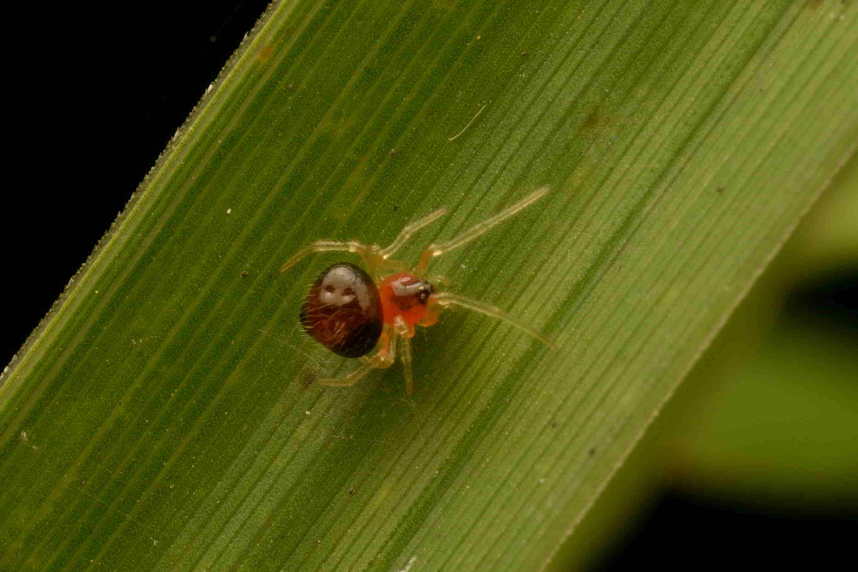 ギボシヒメグモ♀ 褐色型