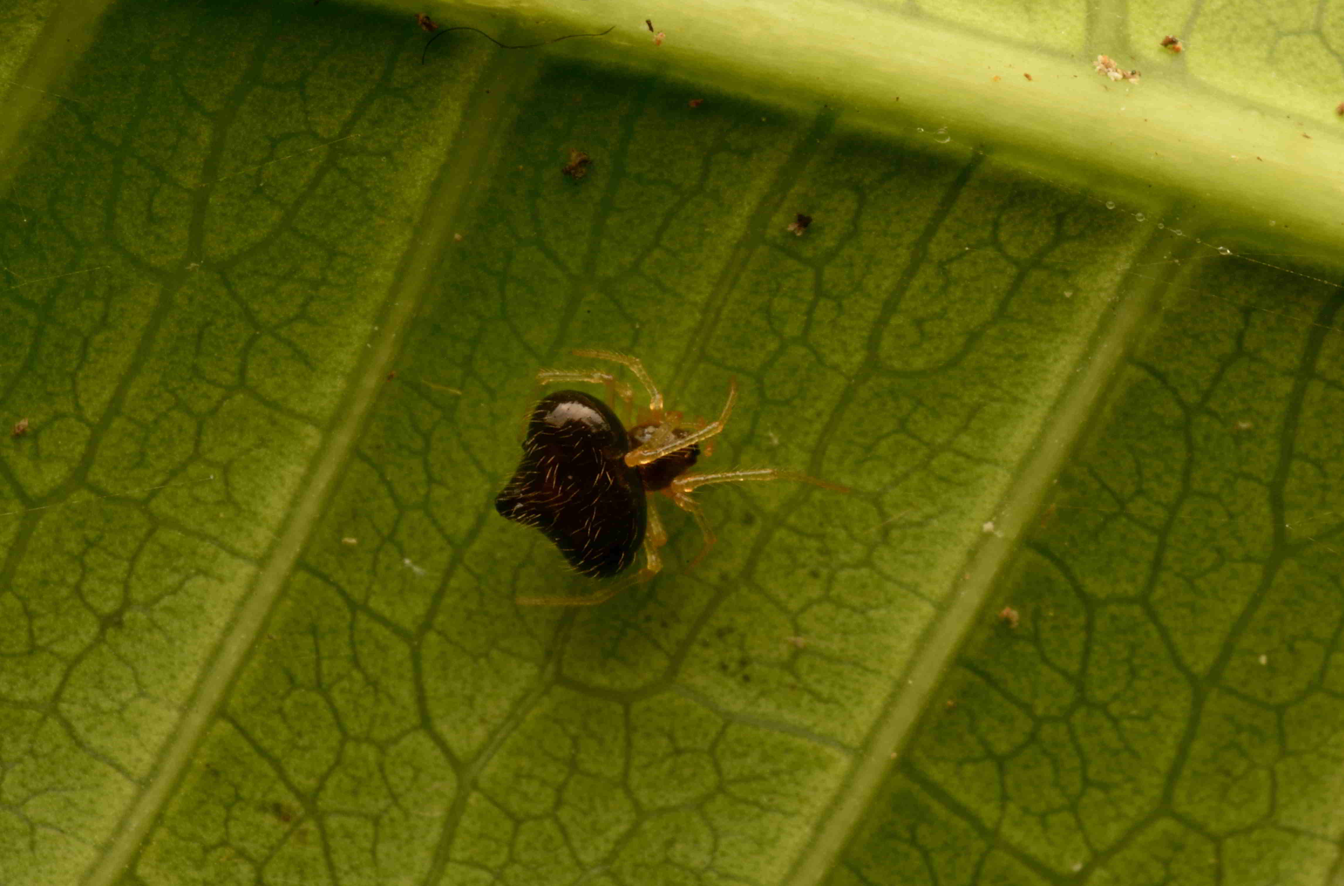 ギボシヒメグモ♀ 黒色型