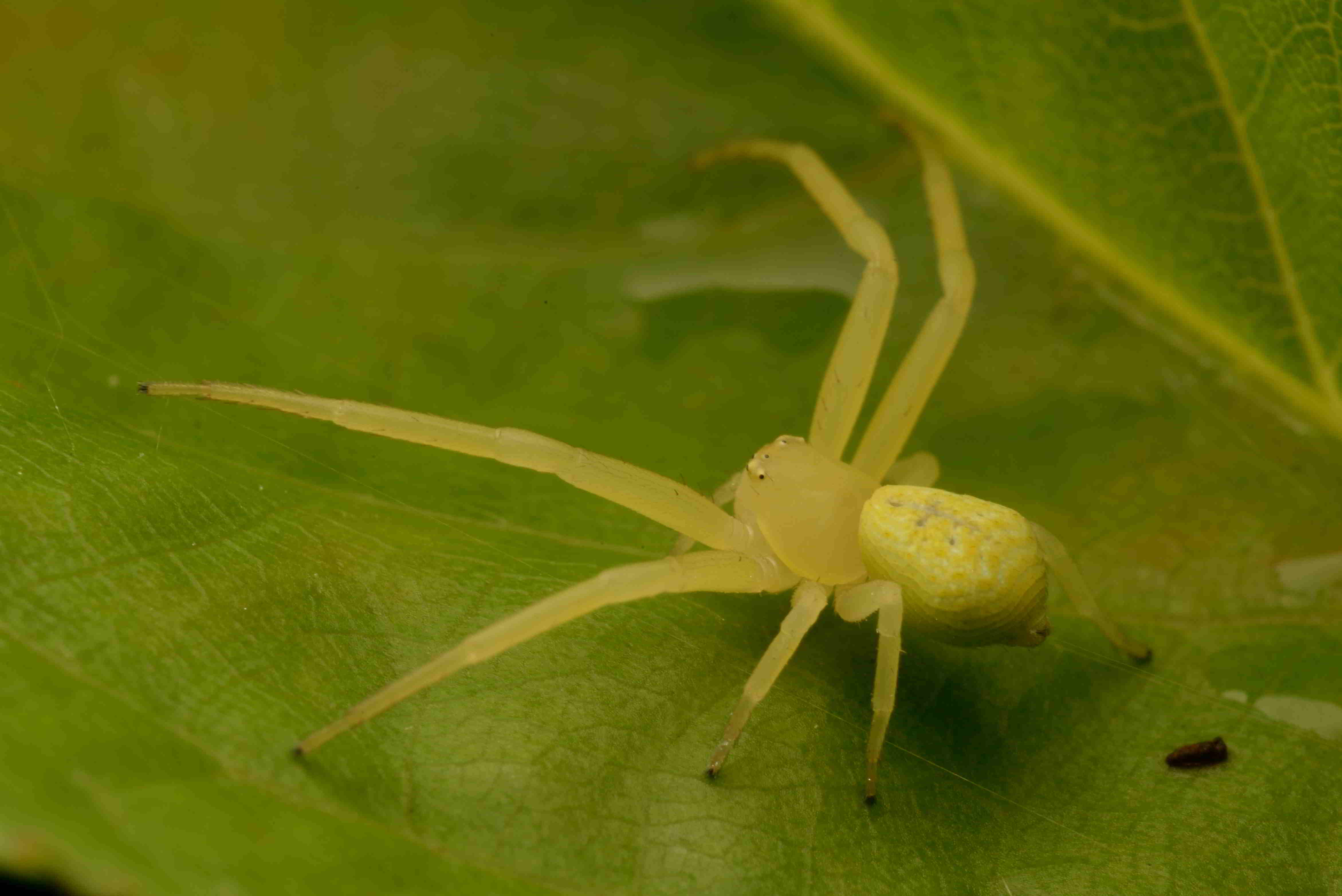 ヒメハナグモ♀