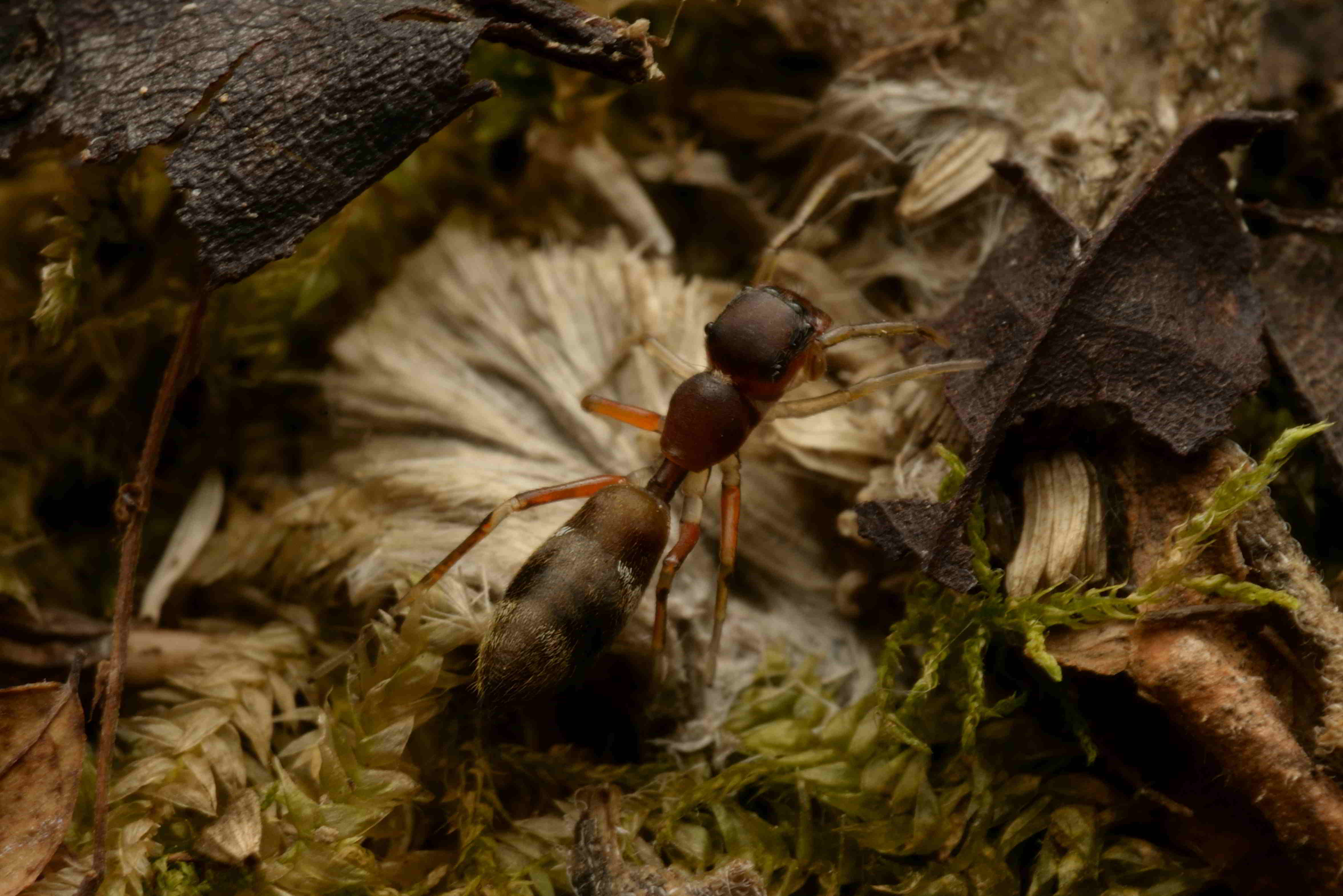 ヤガタアリグモ♀