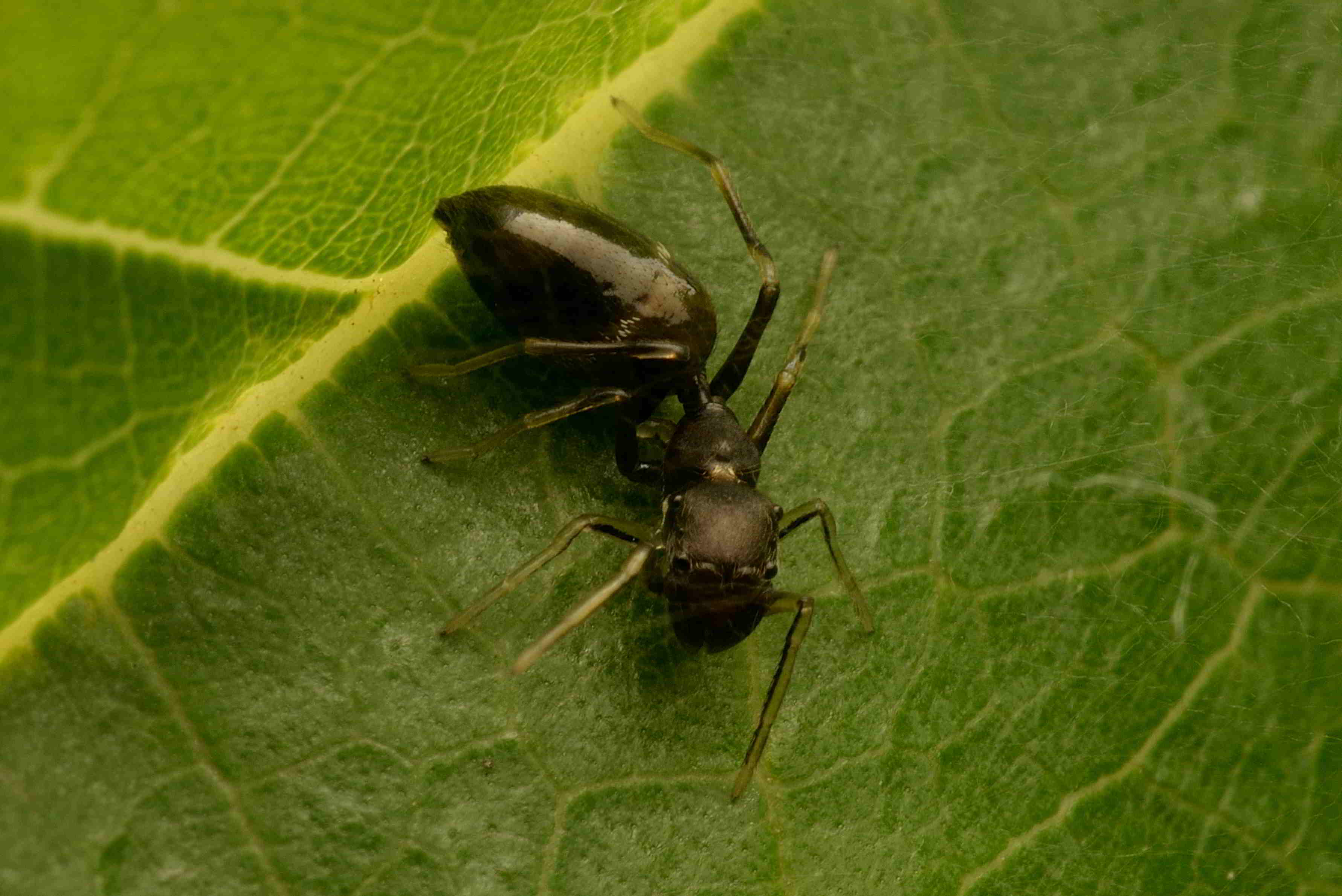 アリグモ♀