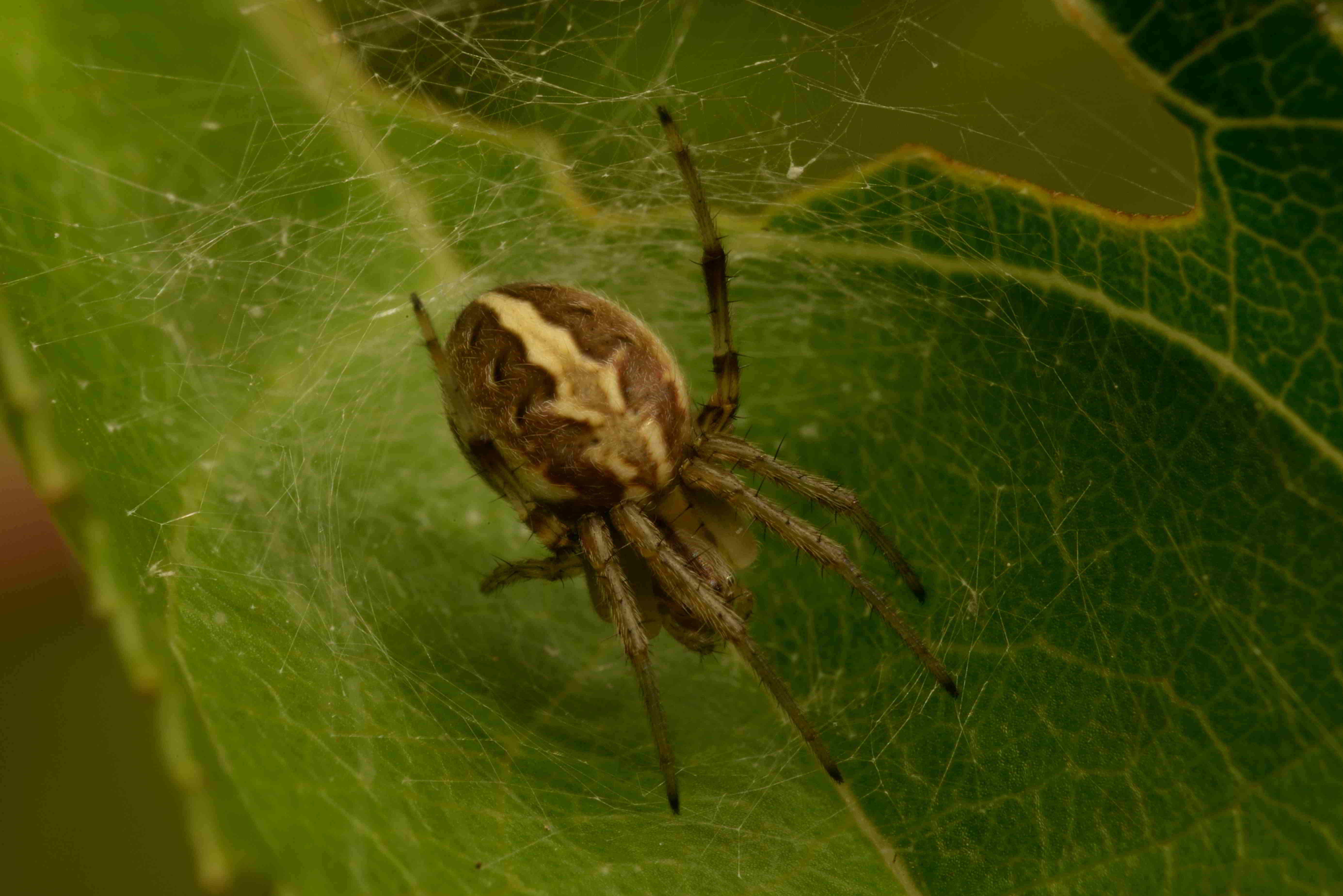 ホシスジオニグモ♀
