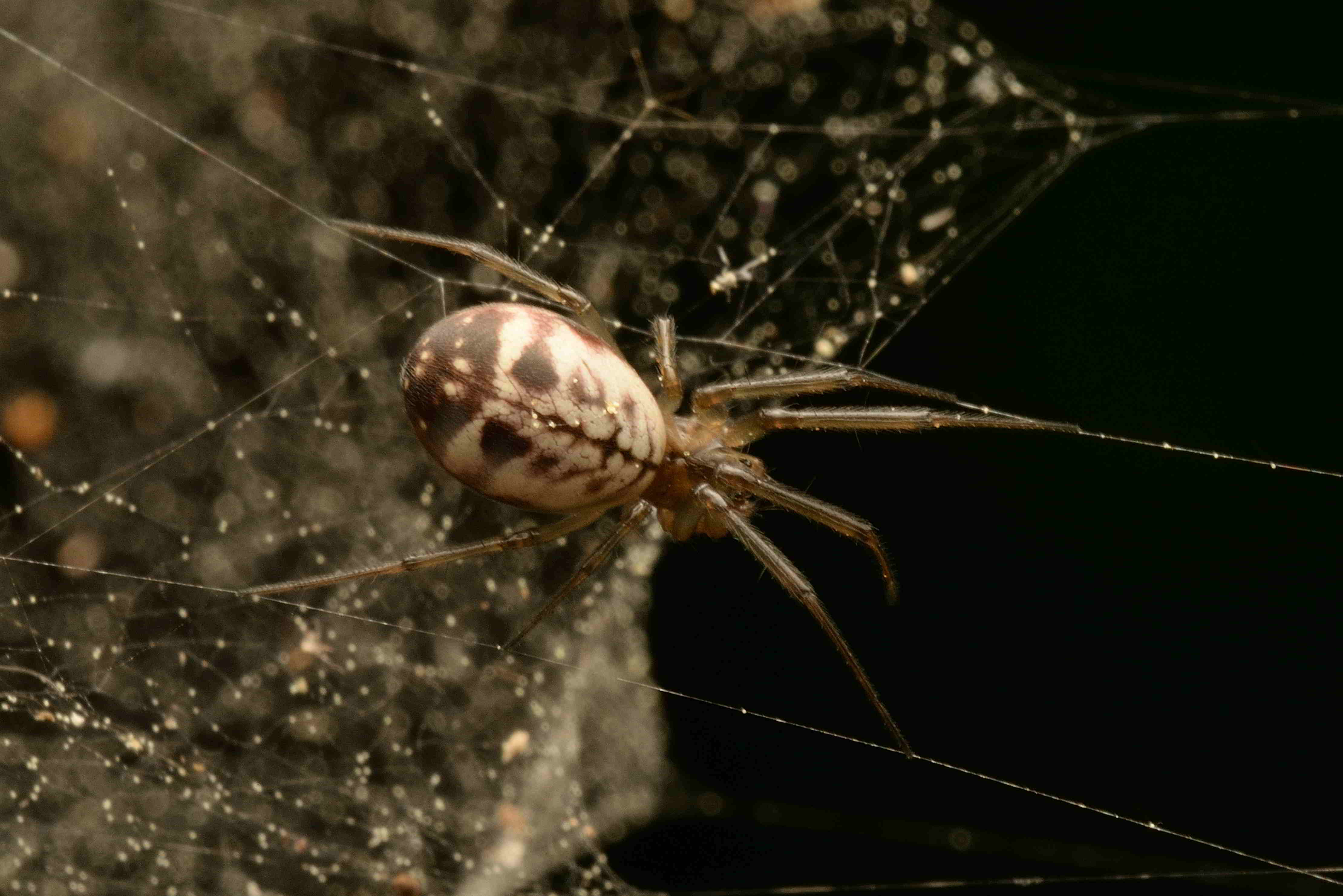 ムネグロサラグモ♀