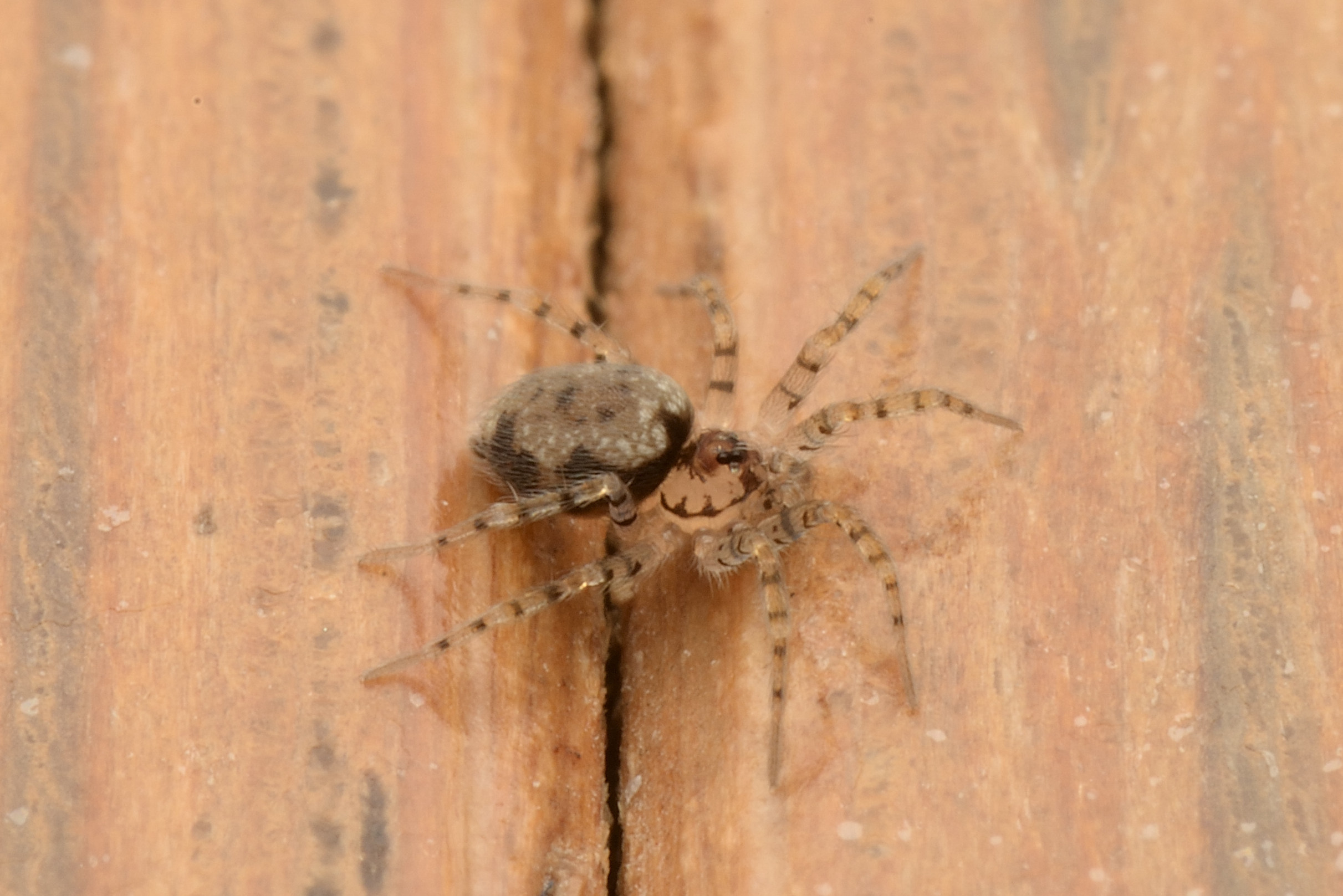 チリグモ♀