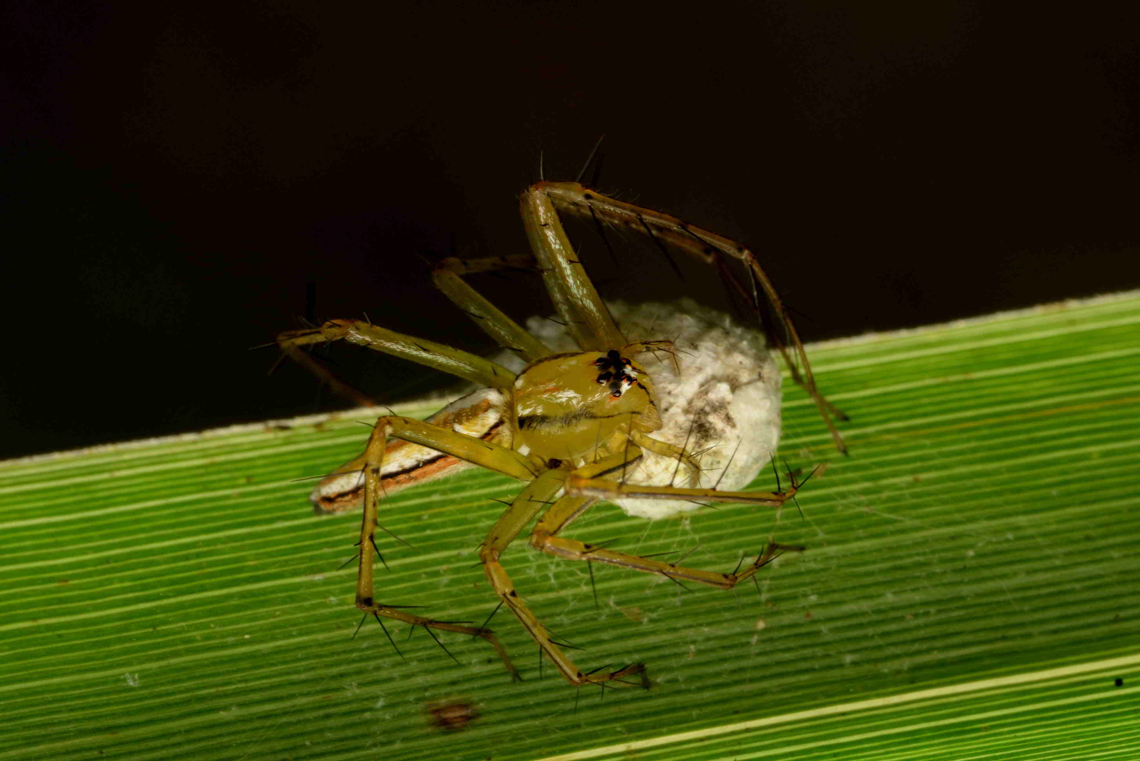 シマササグモ♀と卵のう