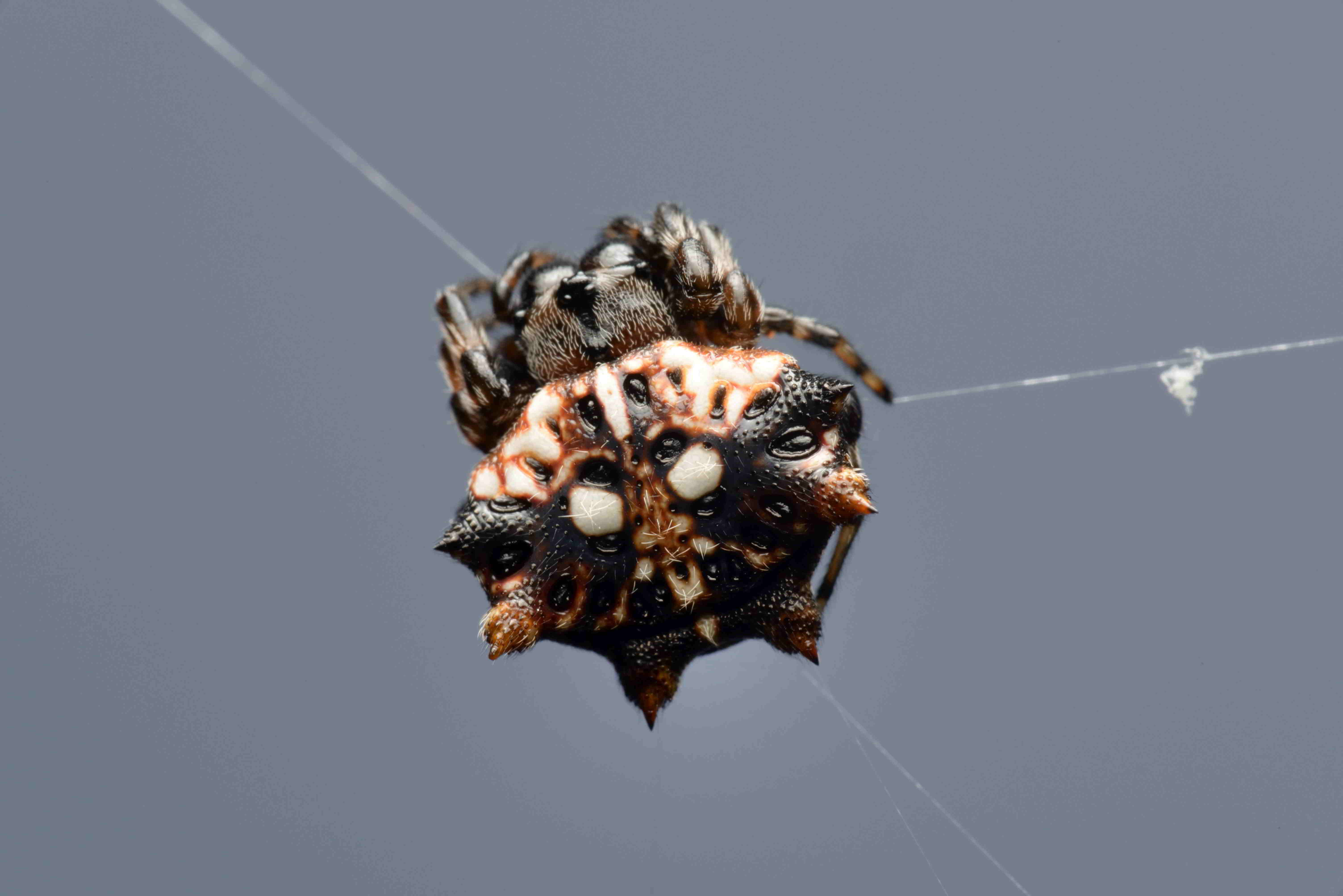 チブサトゲグモ♀