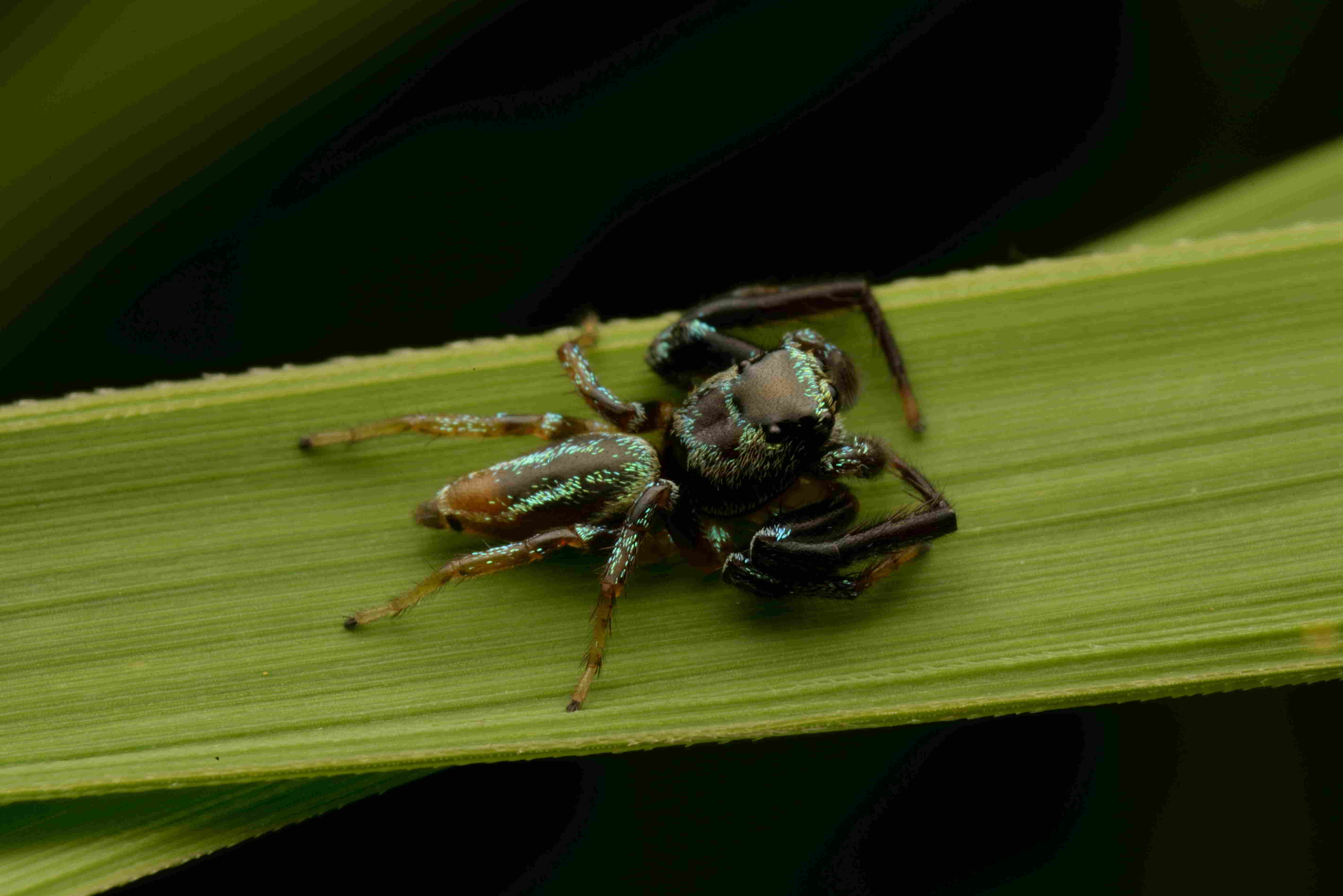 マスラオハエトリ♂