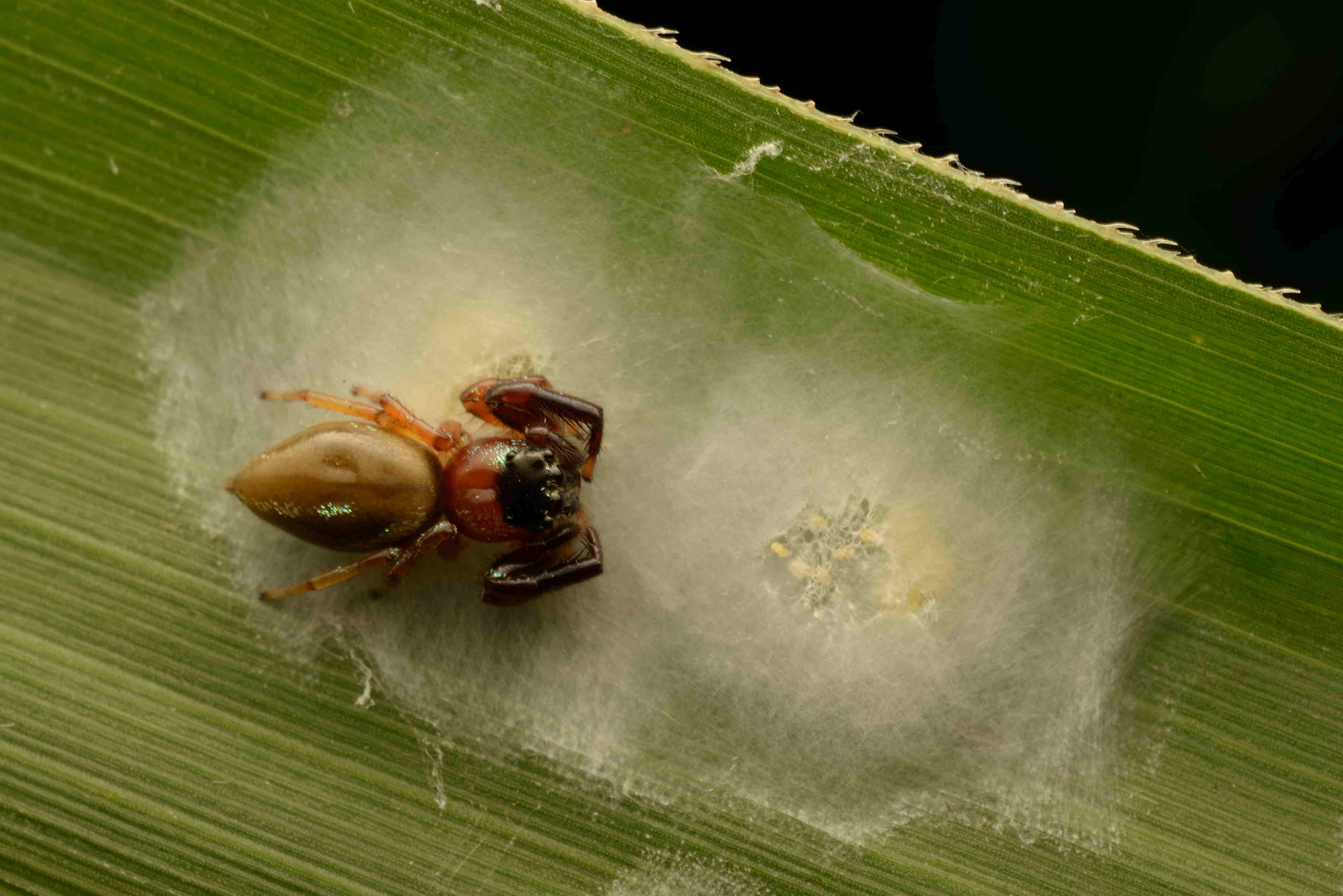 マスラオハエトリ♀と卵のう