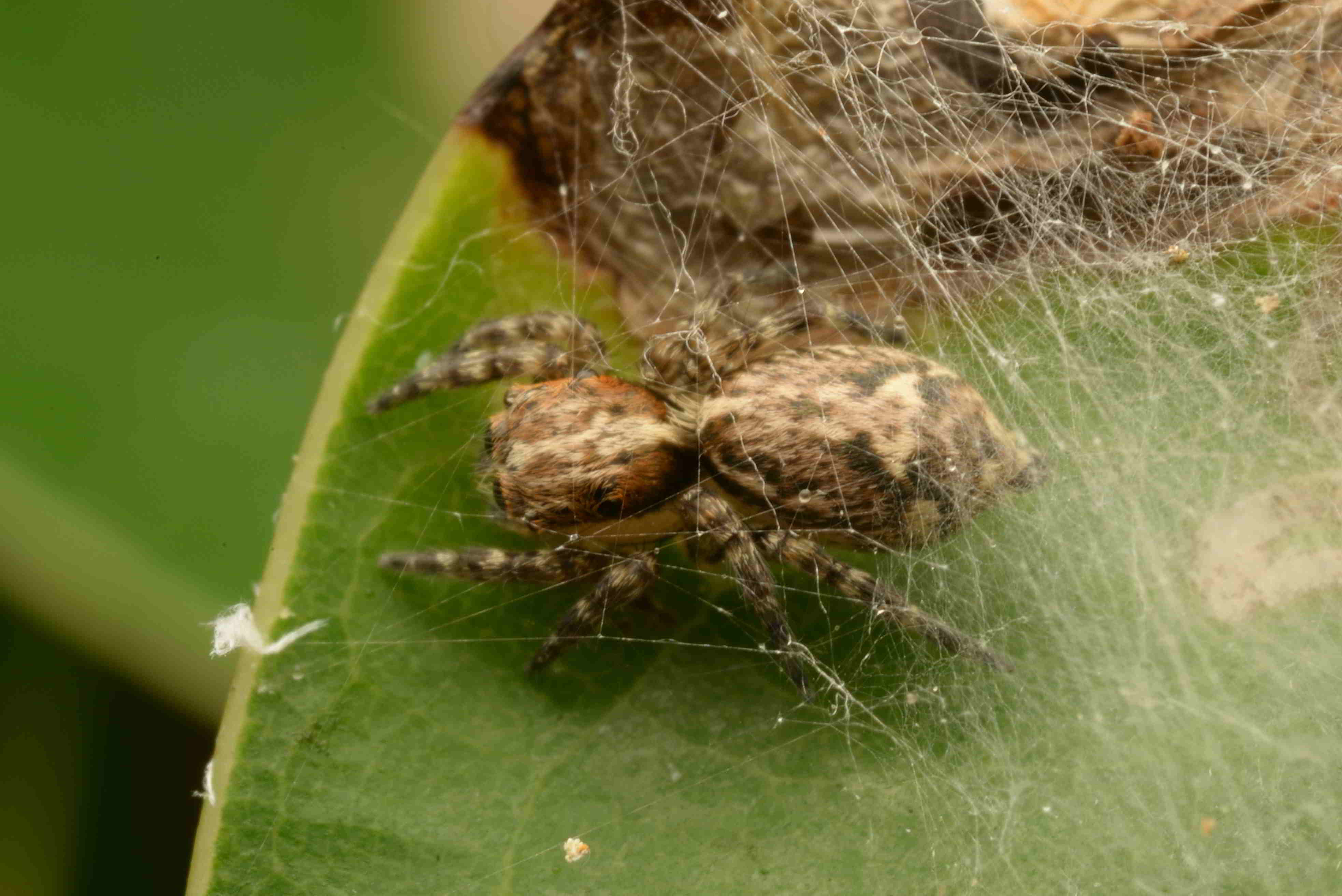 アジアミカドハエトリ♀