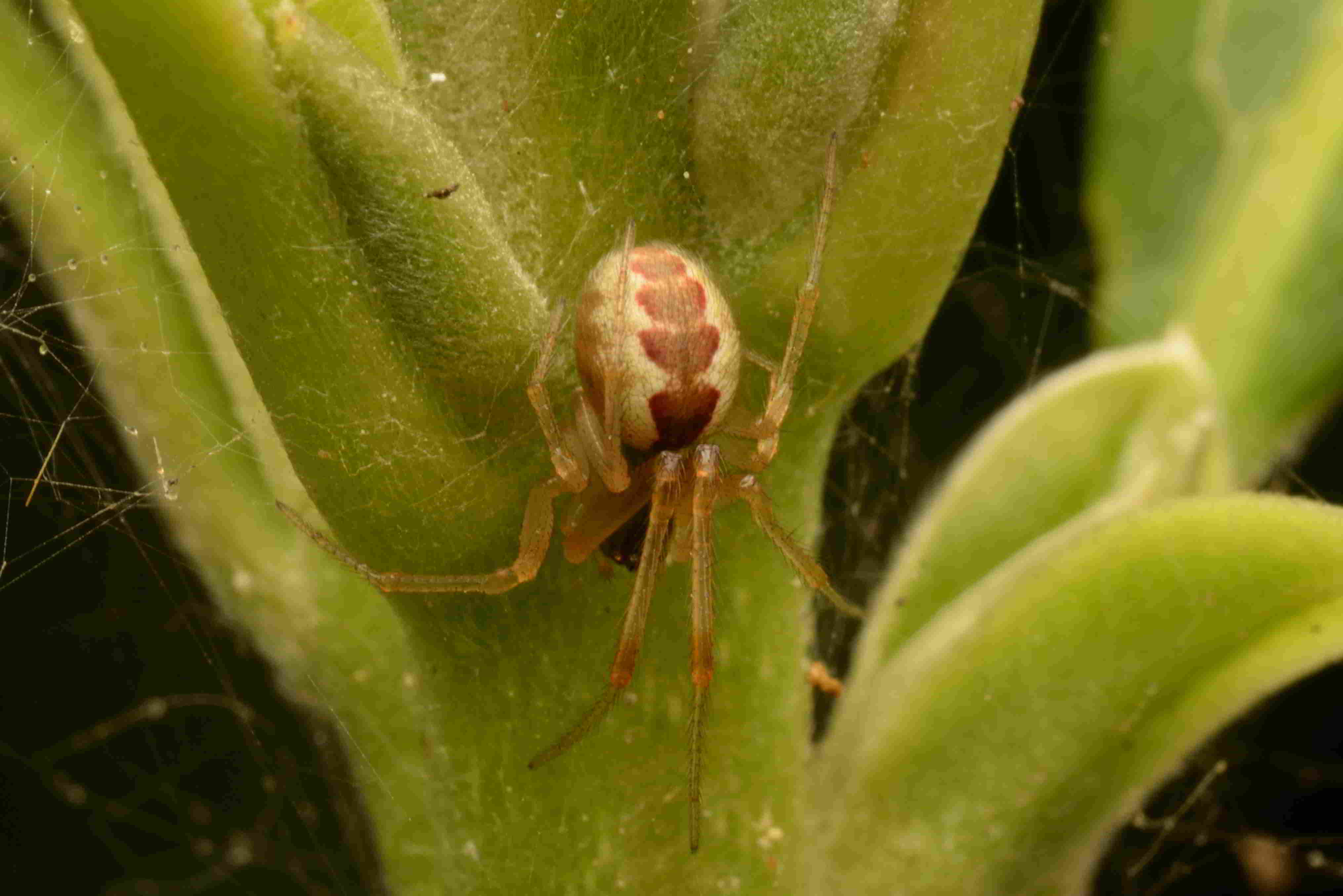 アシブトヒメグモ♀