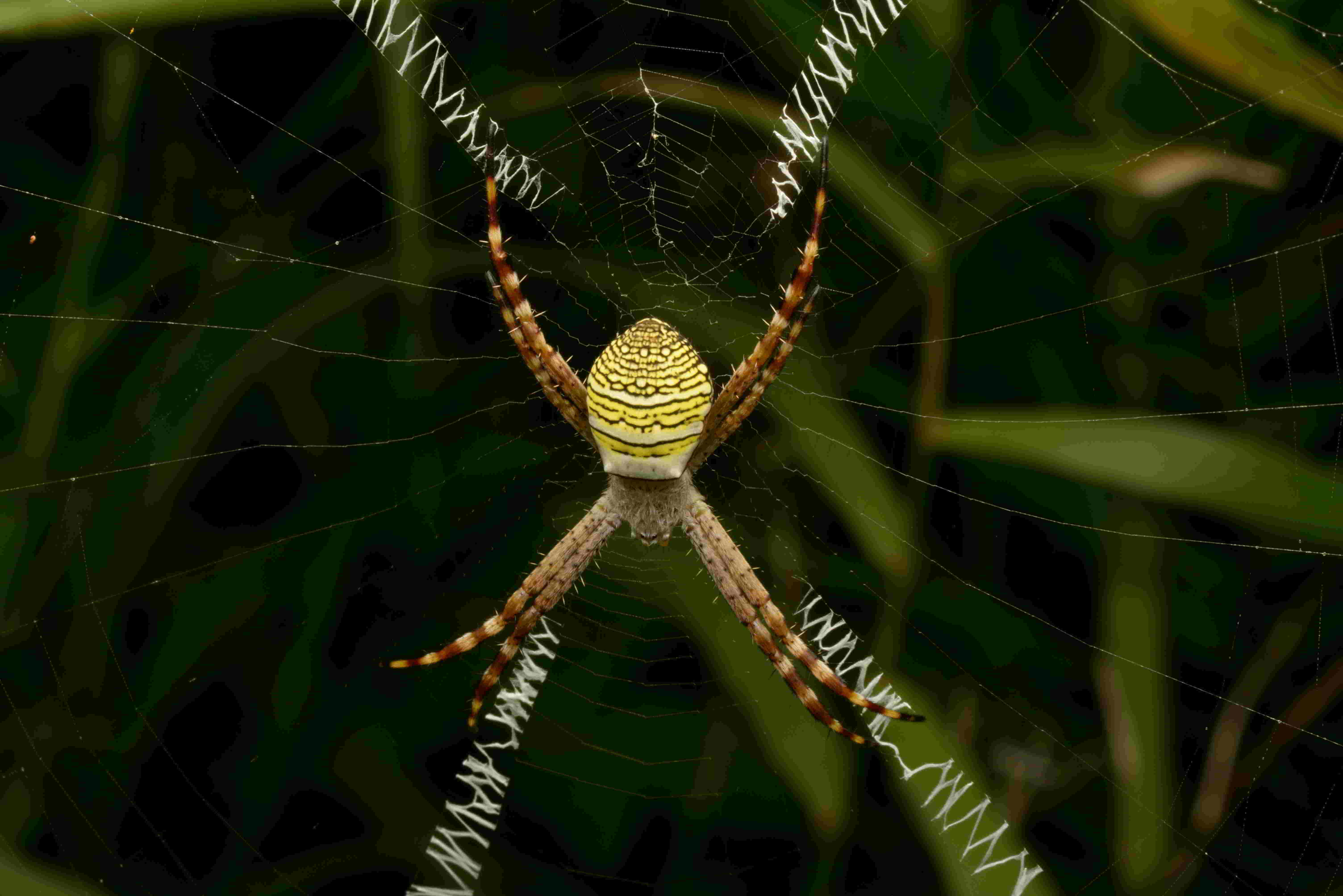 ナガマルコガネグモ♀