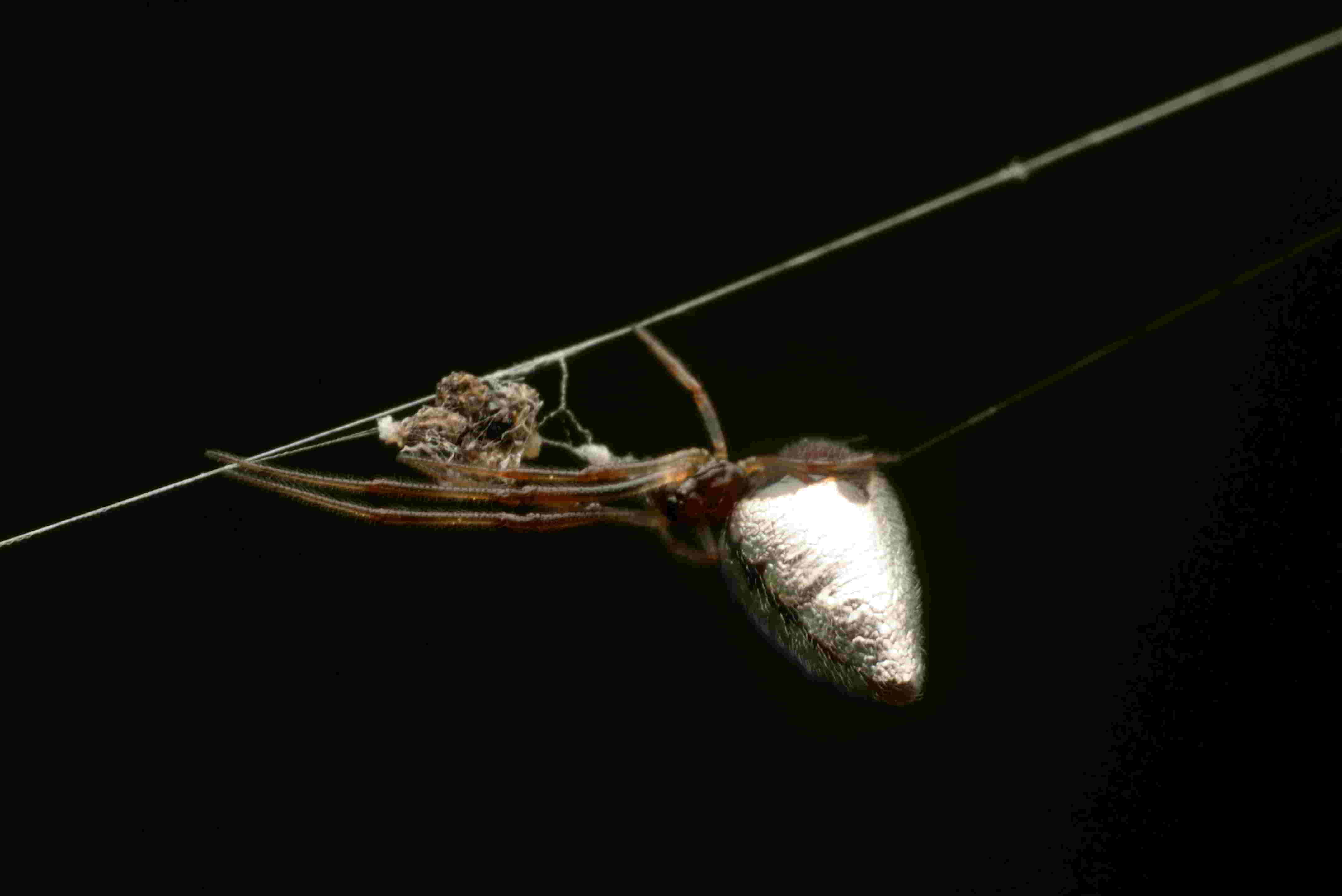 シロカネイソウロウグモ♀