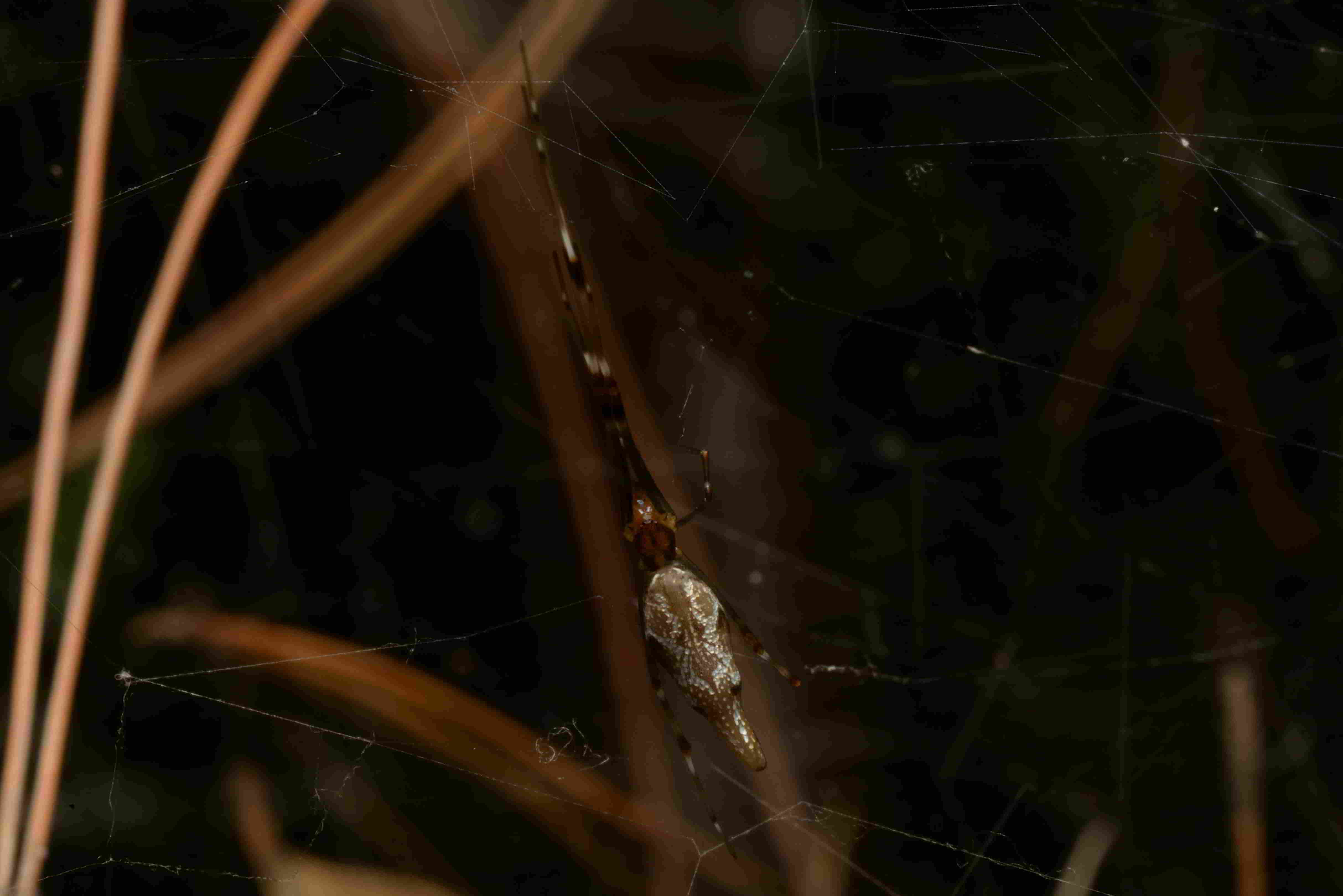 チリイソウロウグモ♀