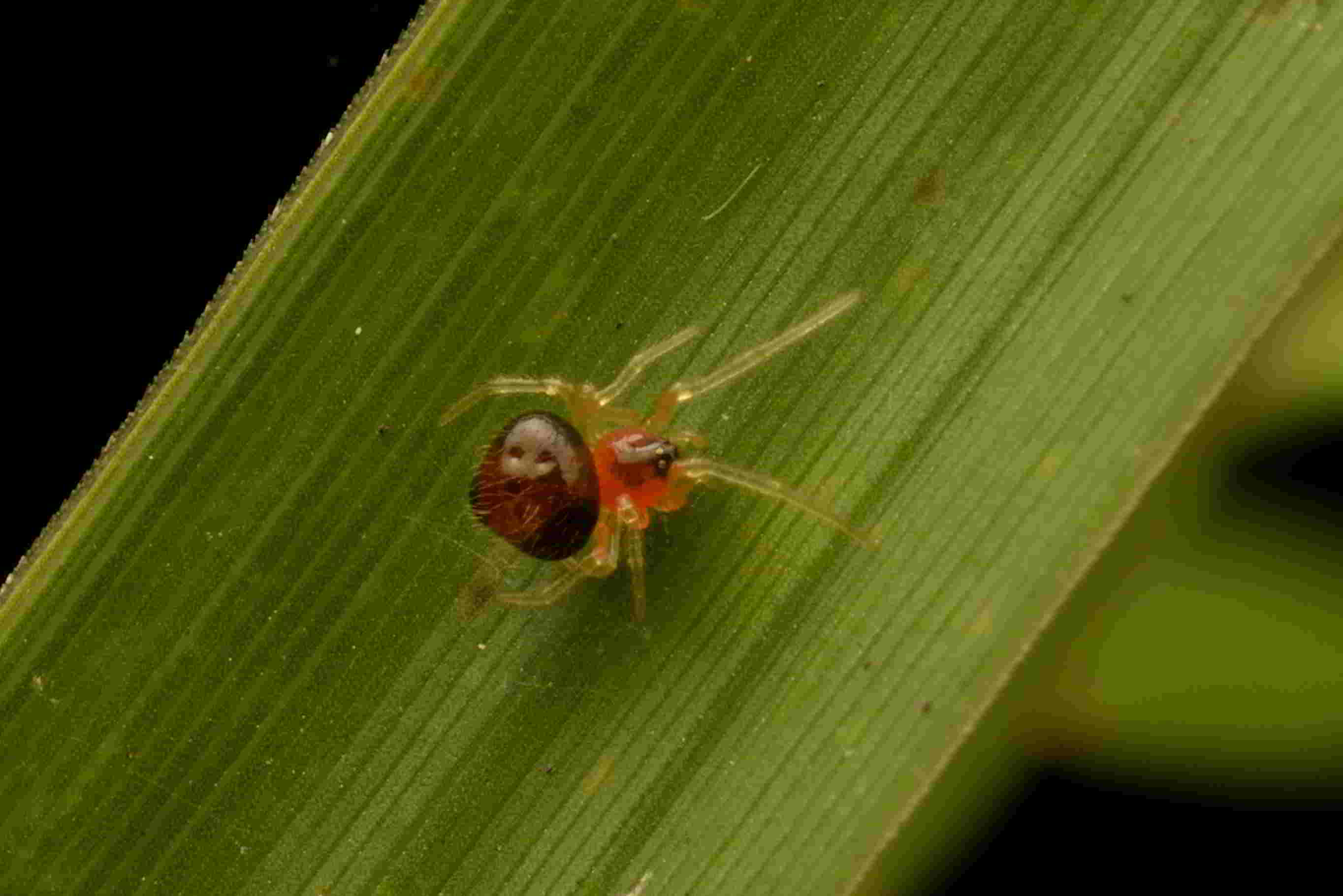 ギボシヒメグモ♀ 褐色型