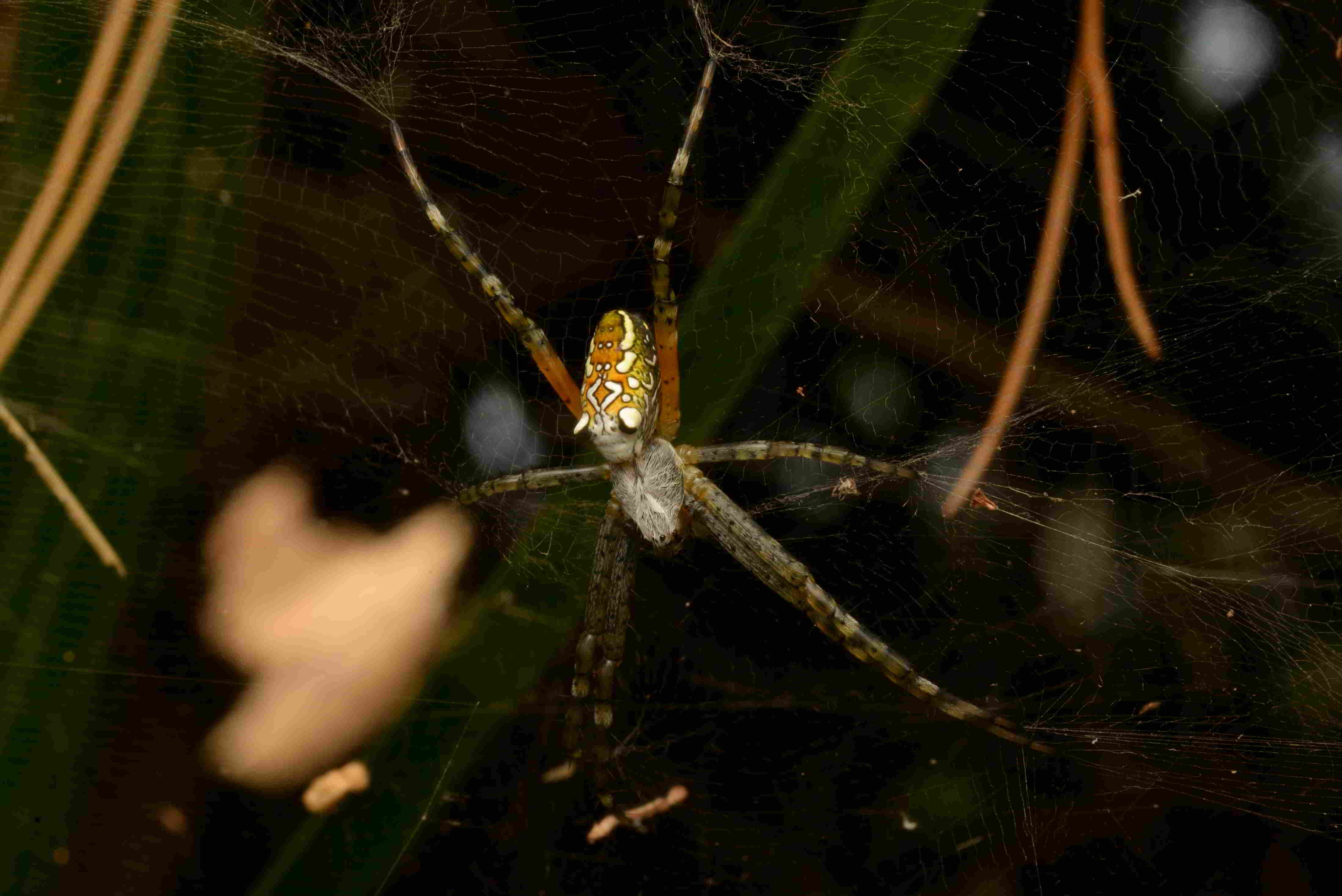 スズミグモ♀