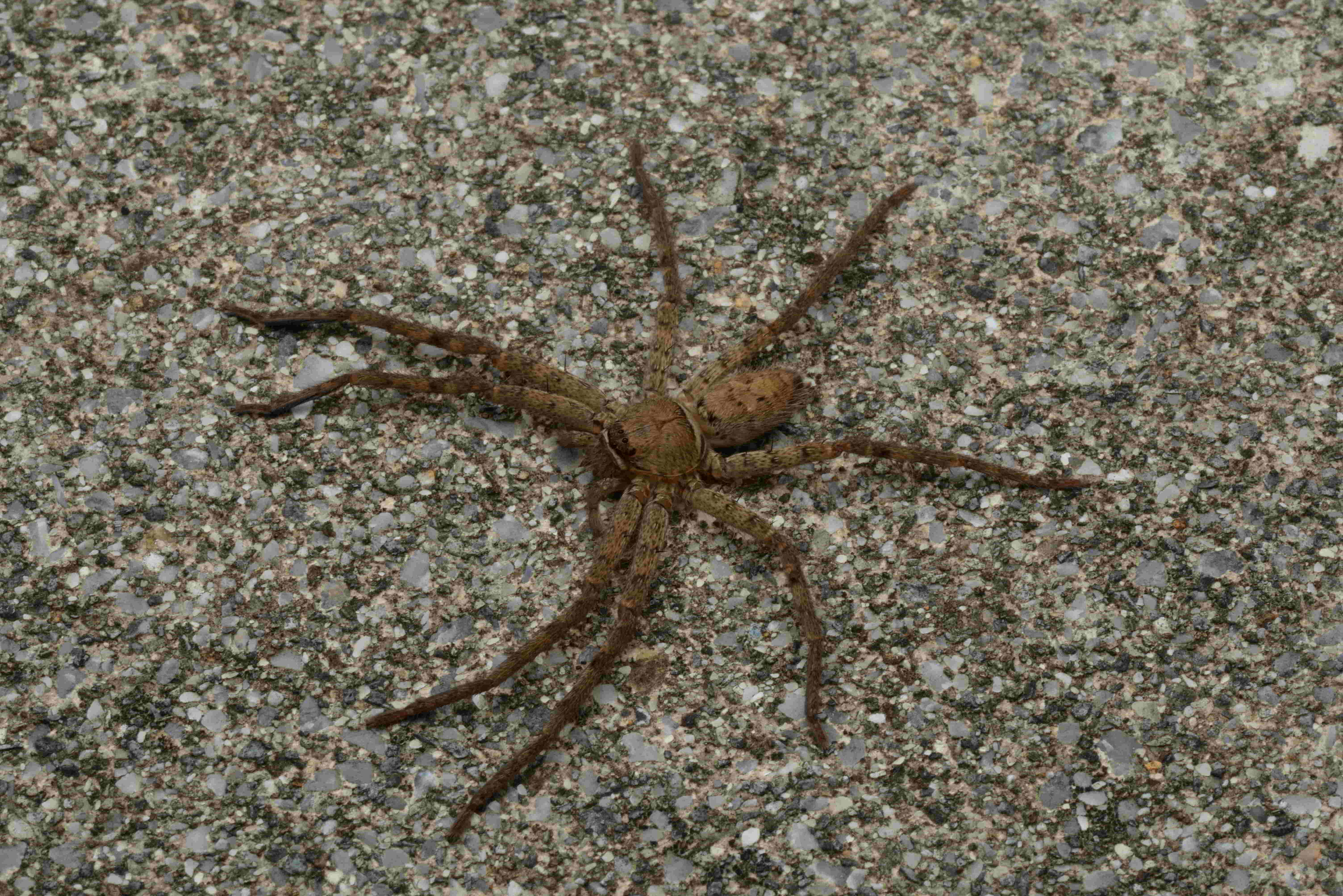 アシダカグモ♀