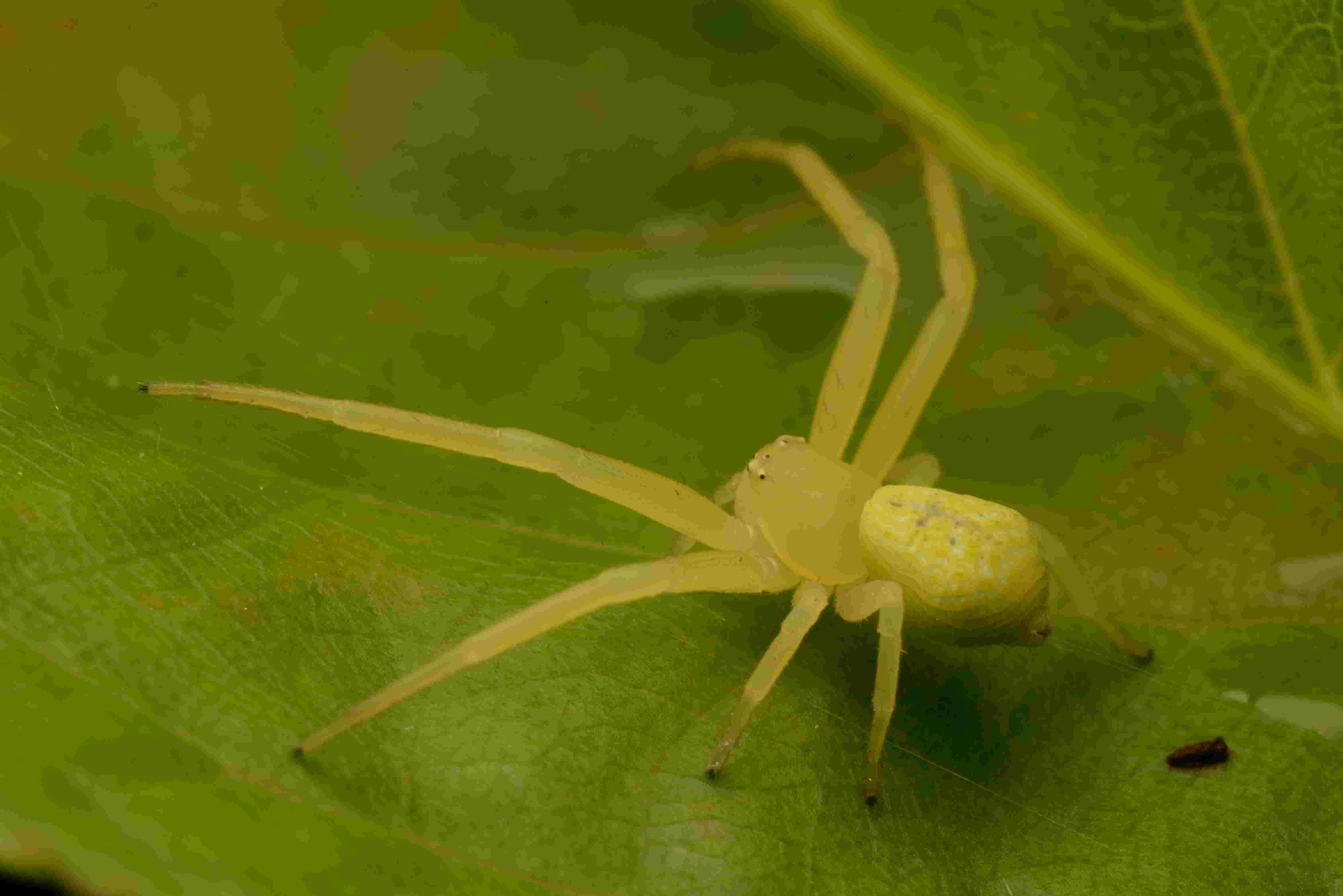 ヒメハナグモ♀