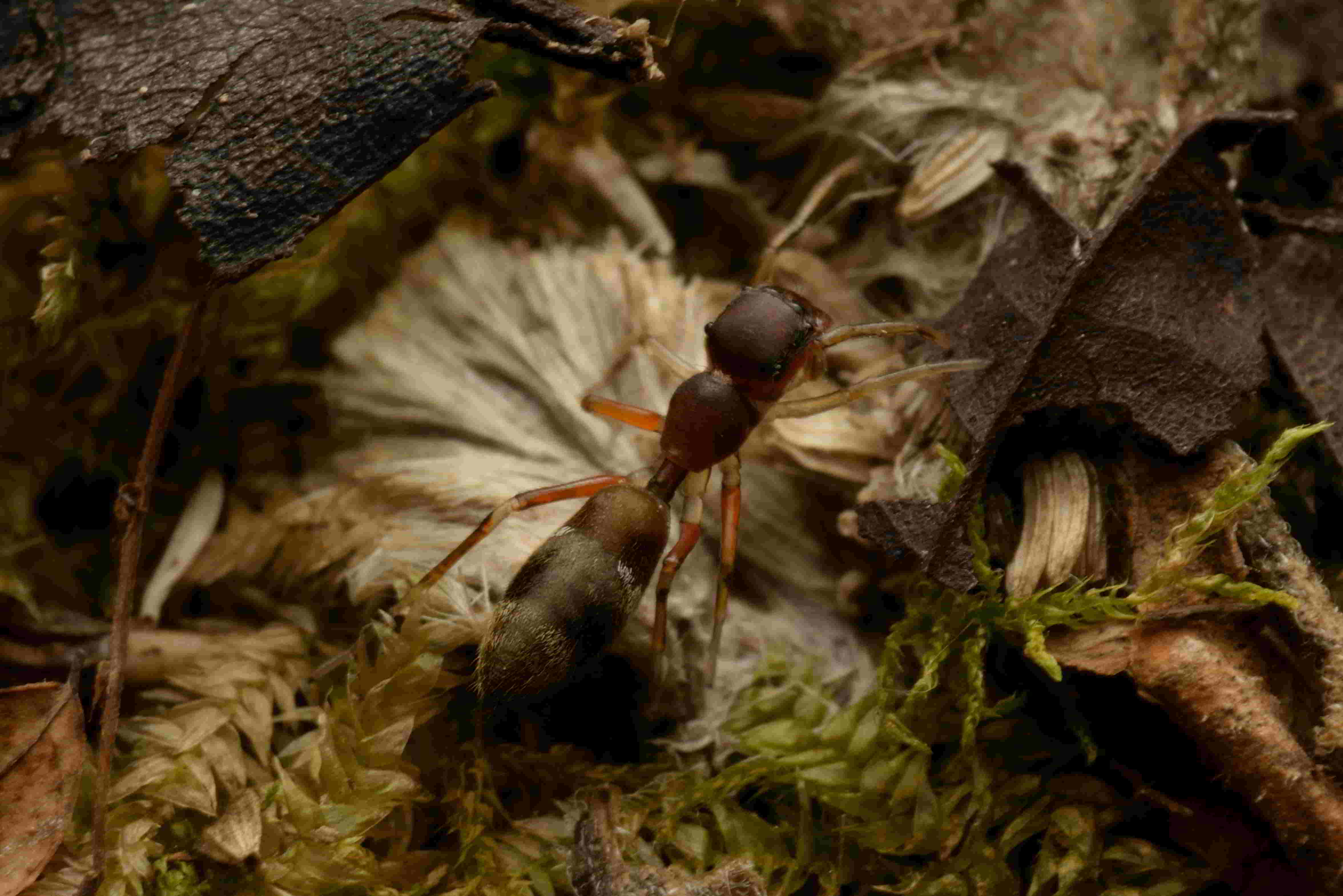 ヤガタアリグモ♀