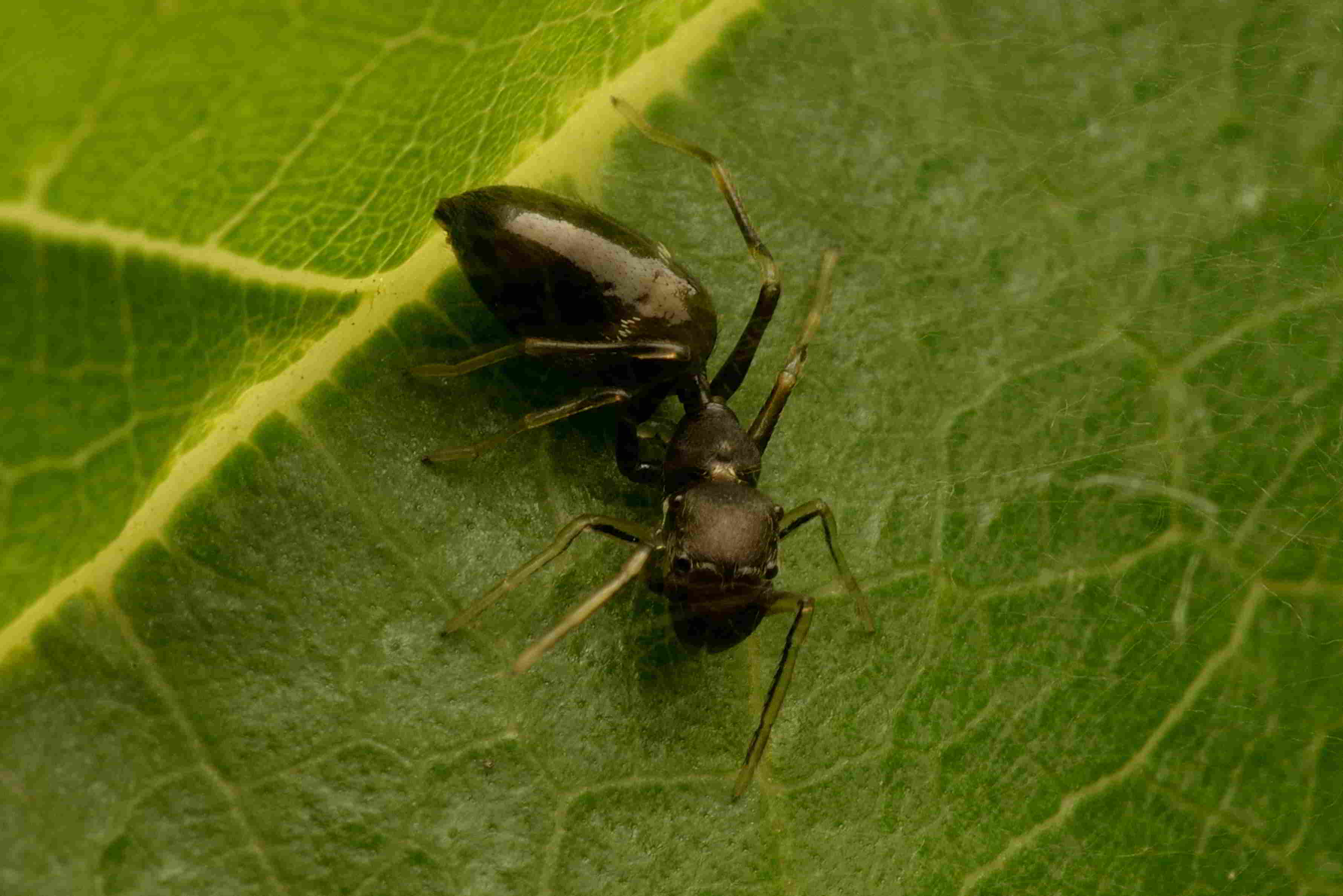 アリグモ♀
