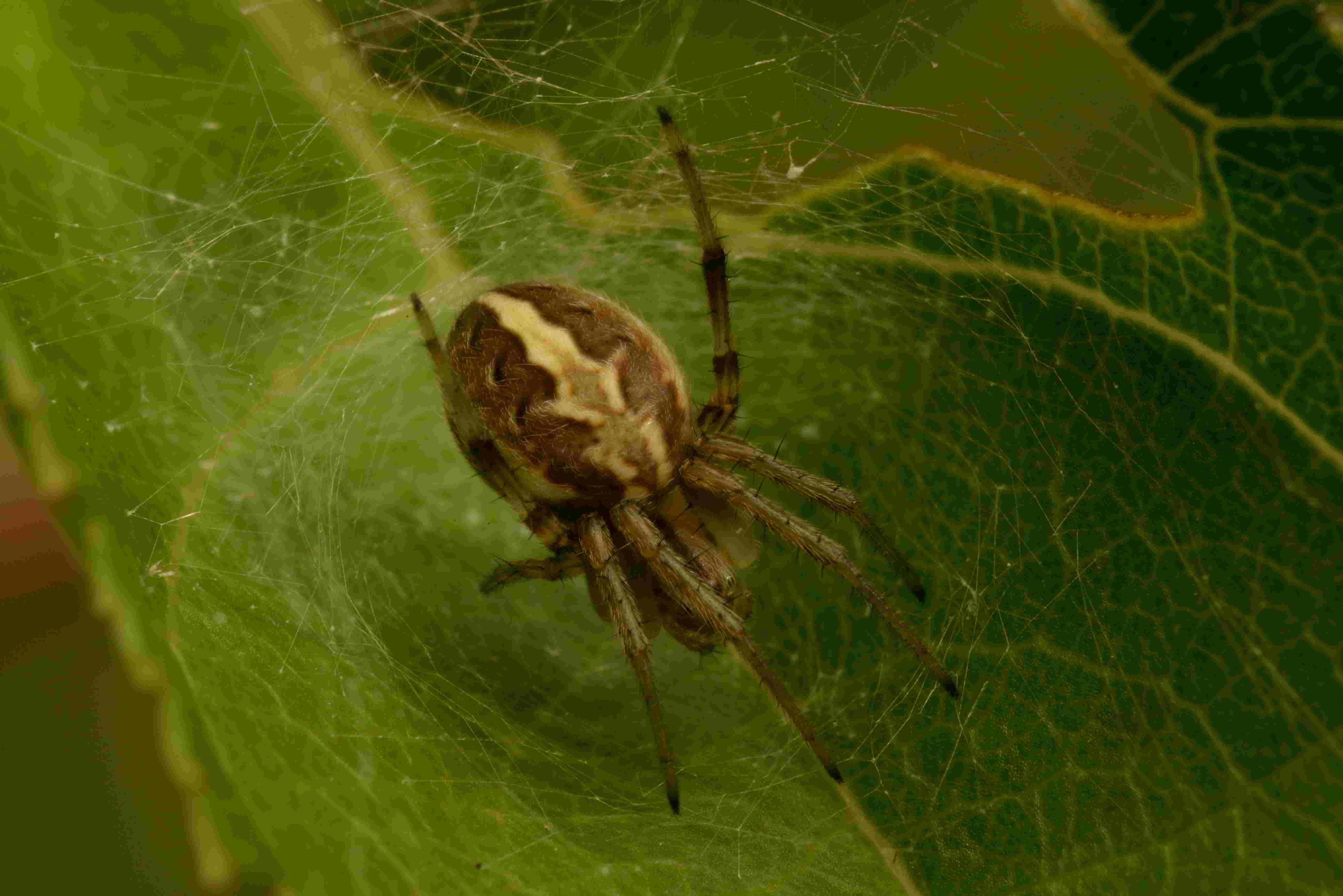 ホシスジオニグモ♀