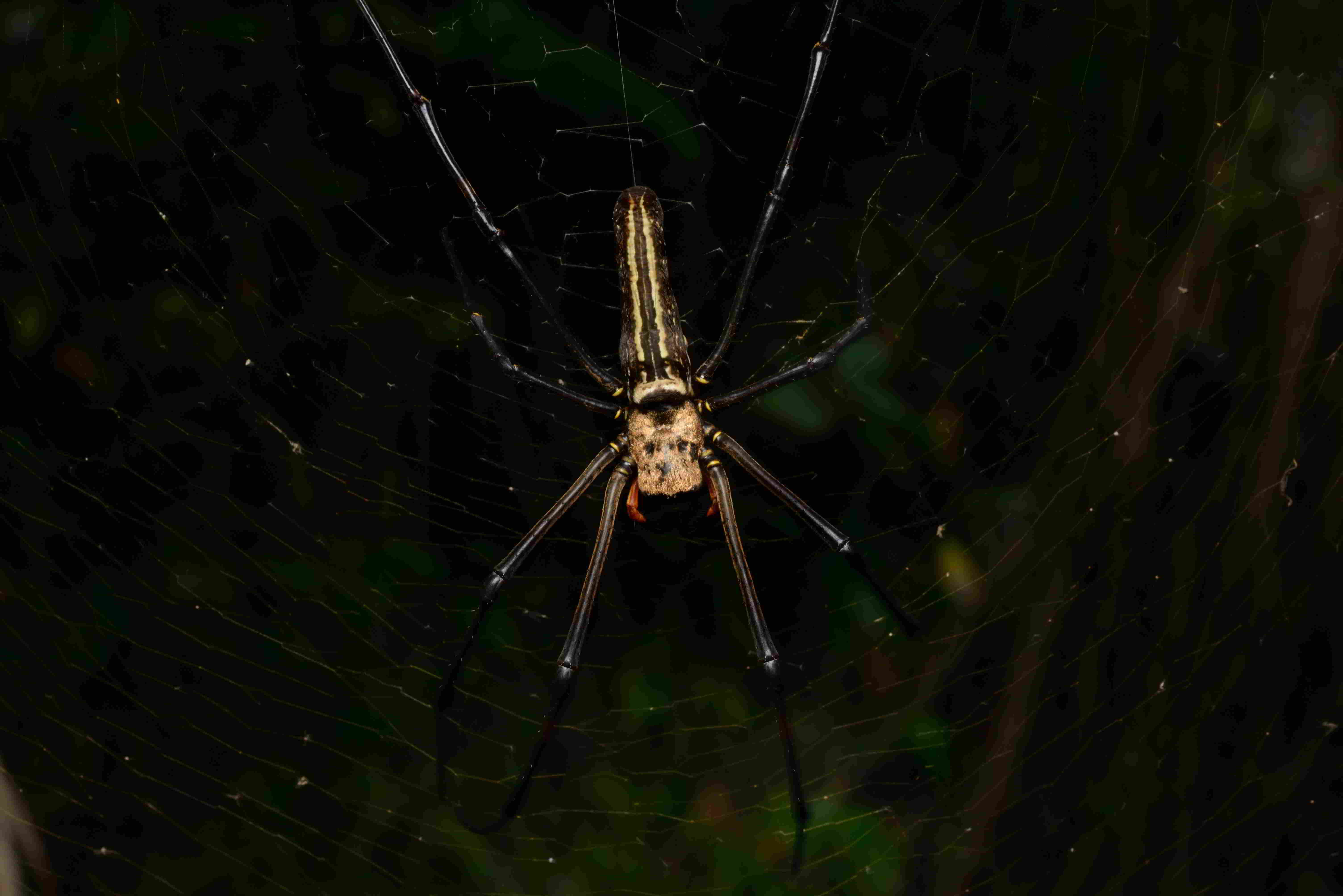 オオジョロウグモ♀