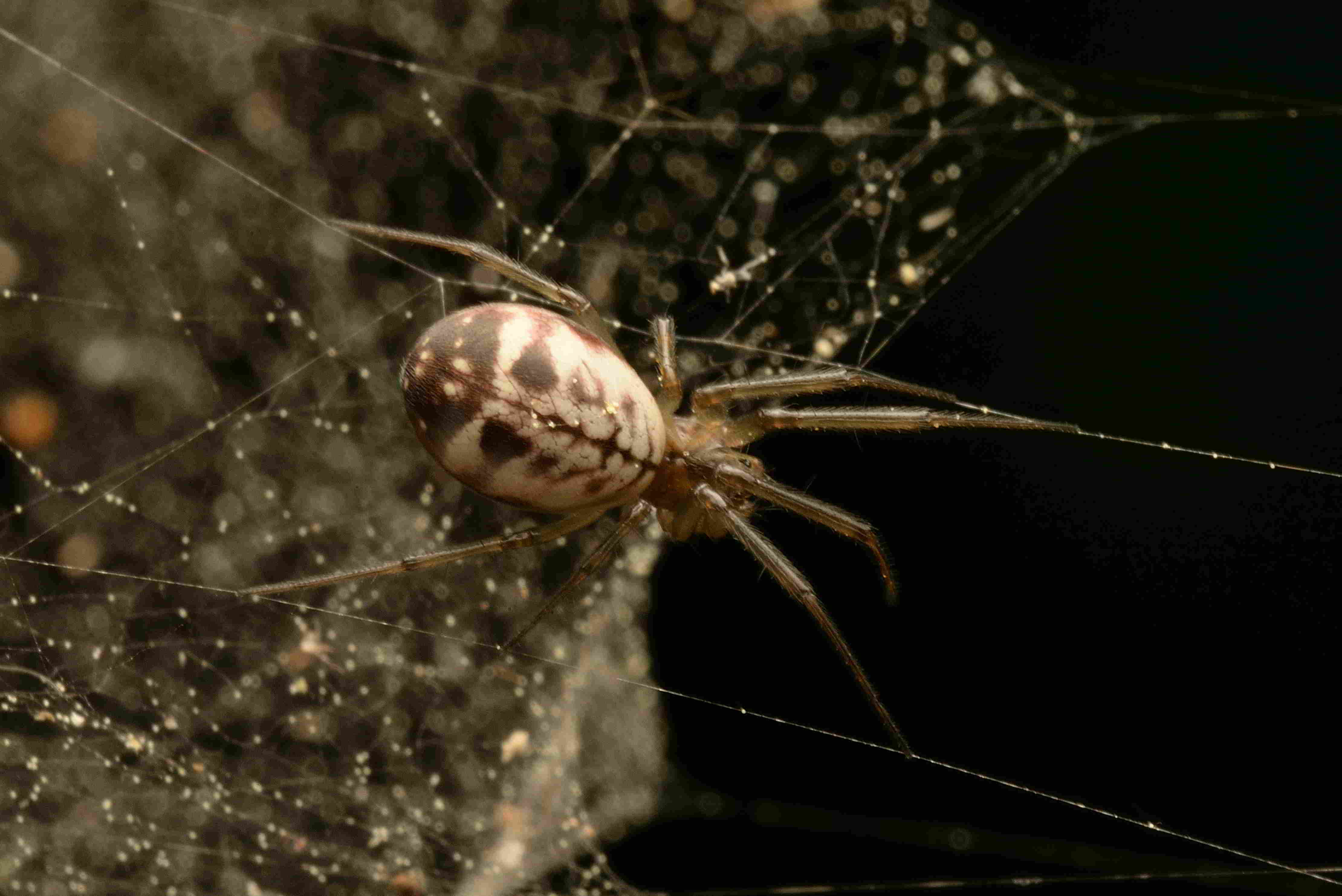 ムネグロサラグモ♀