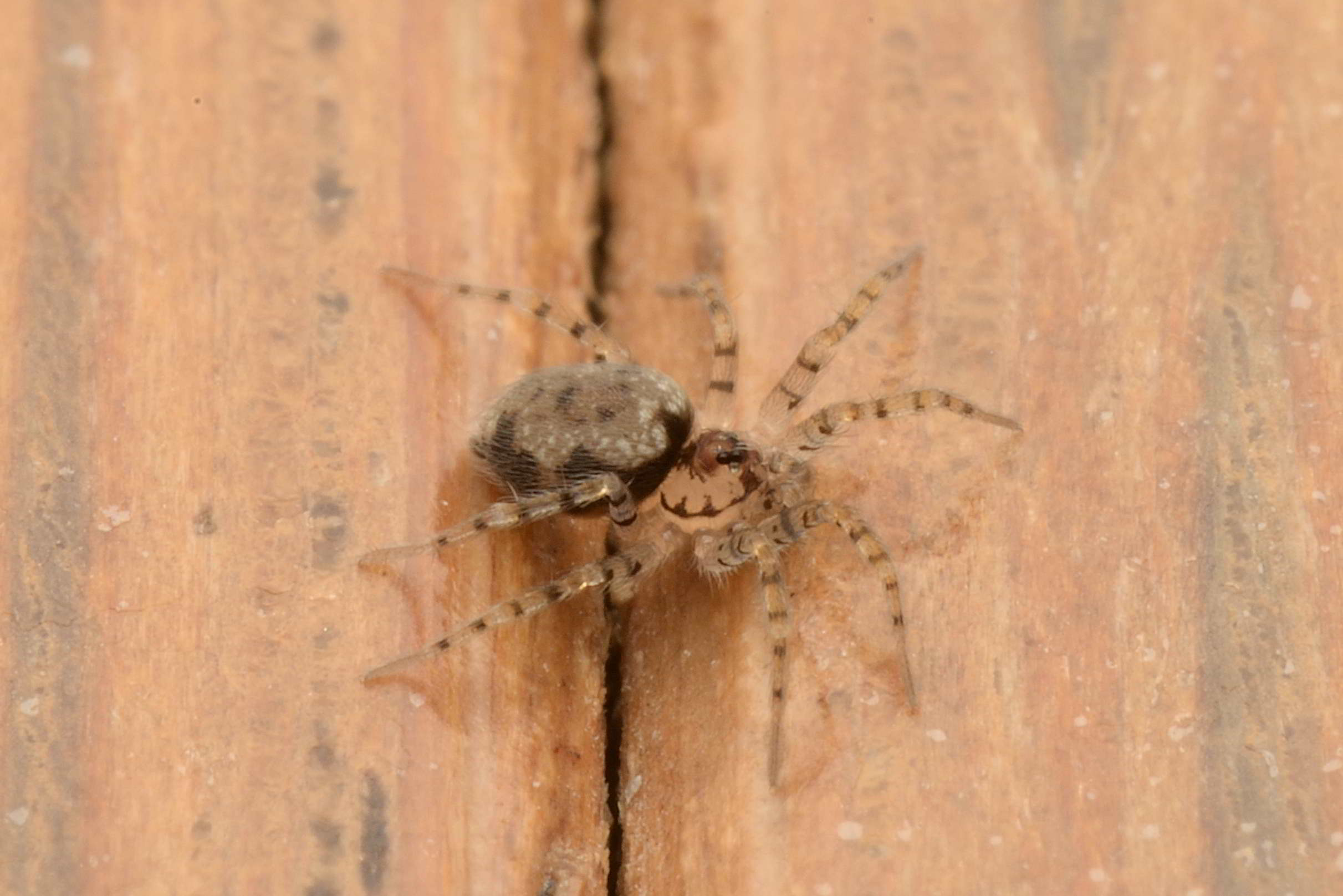 チリグモ♀