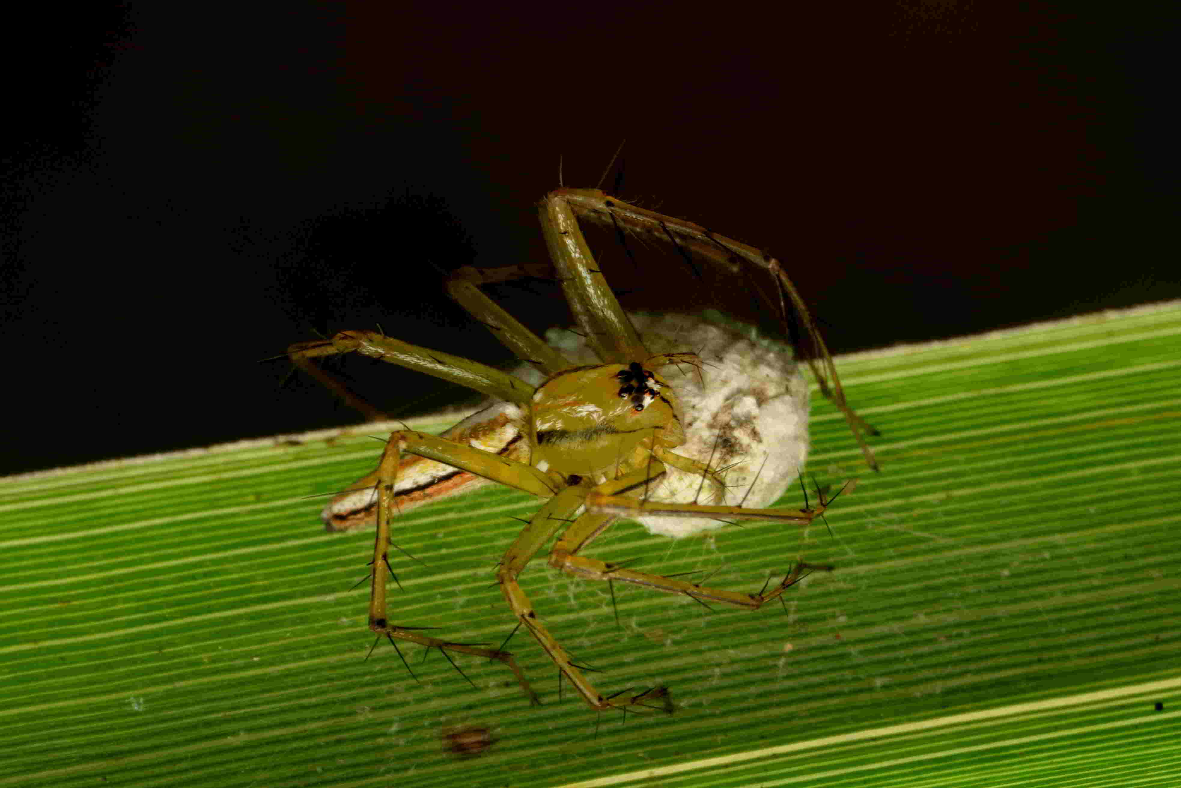 シマササグモ♀と卵のう