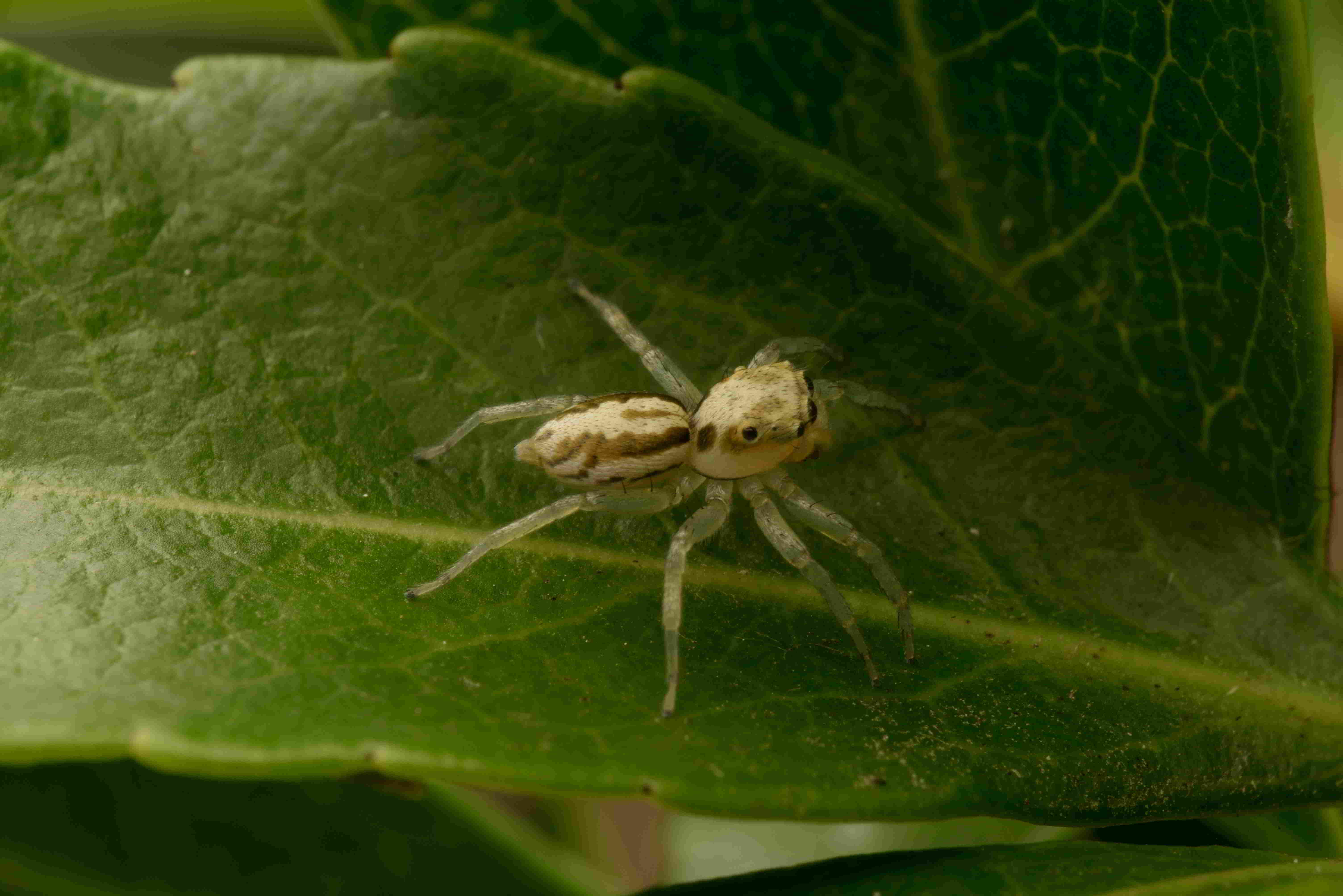 マガネアサヒハエトリ♀によく似た種
