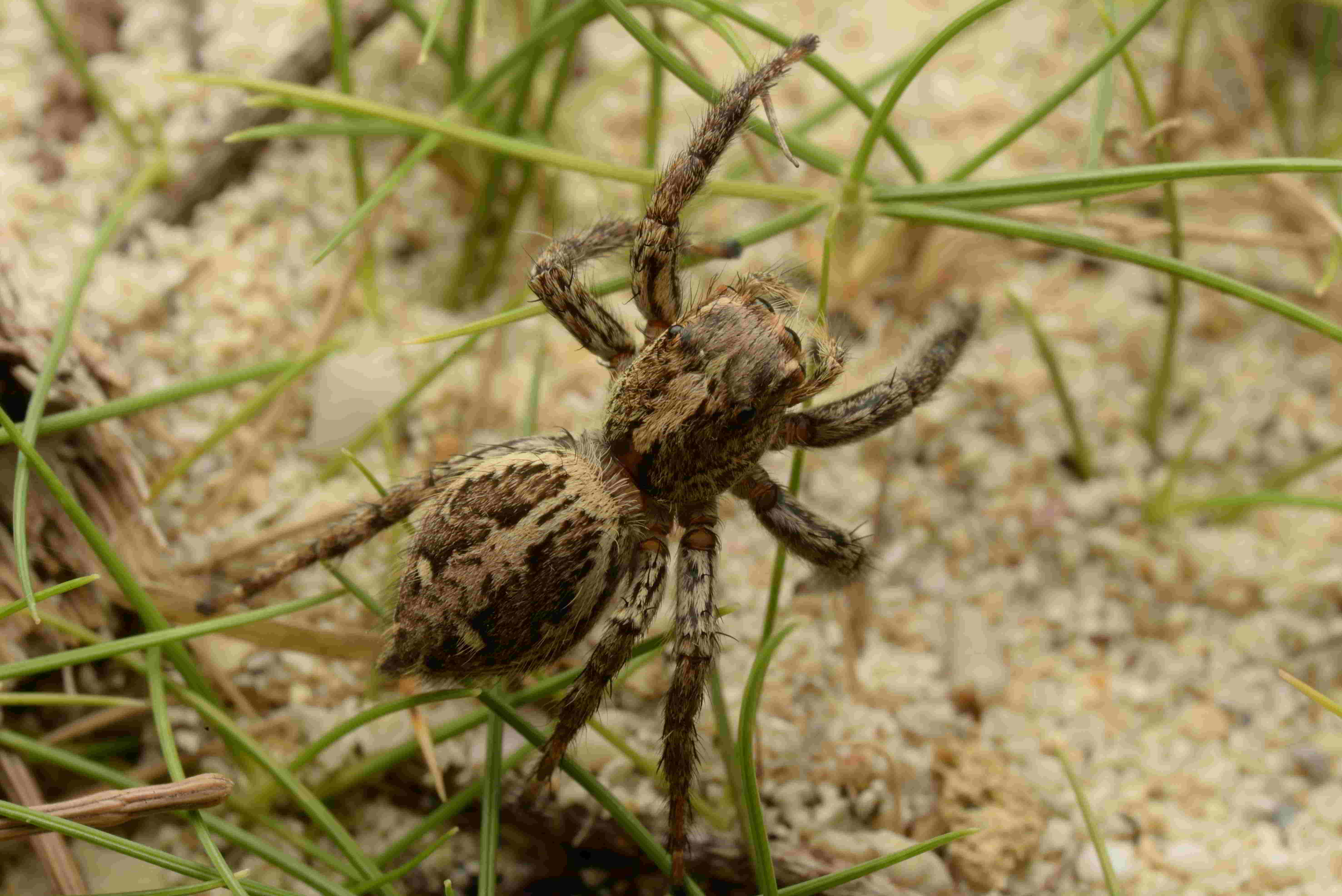 チャスジハエトリ♀