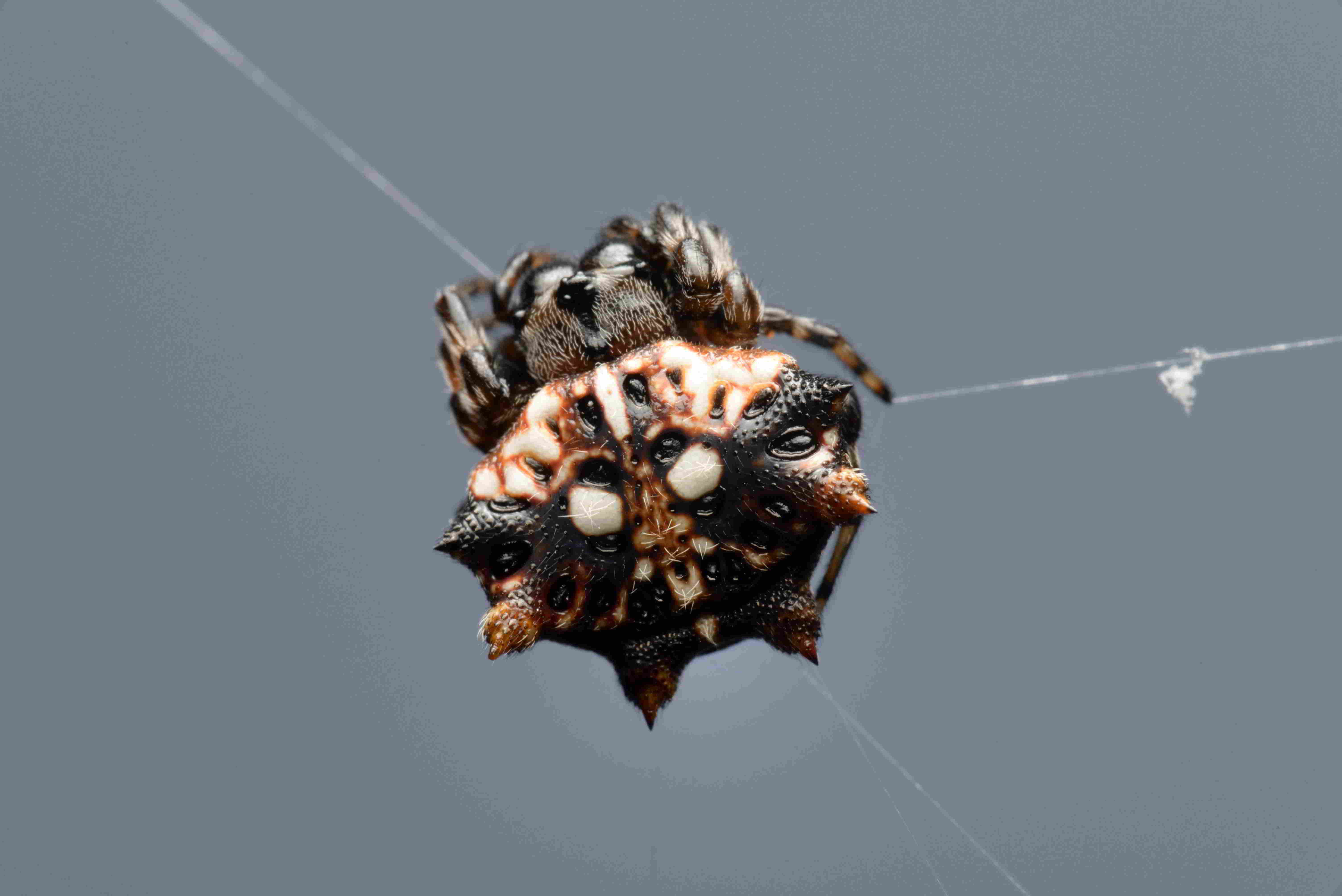 チブサトゲグモ♀