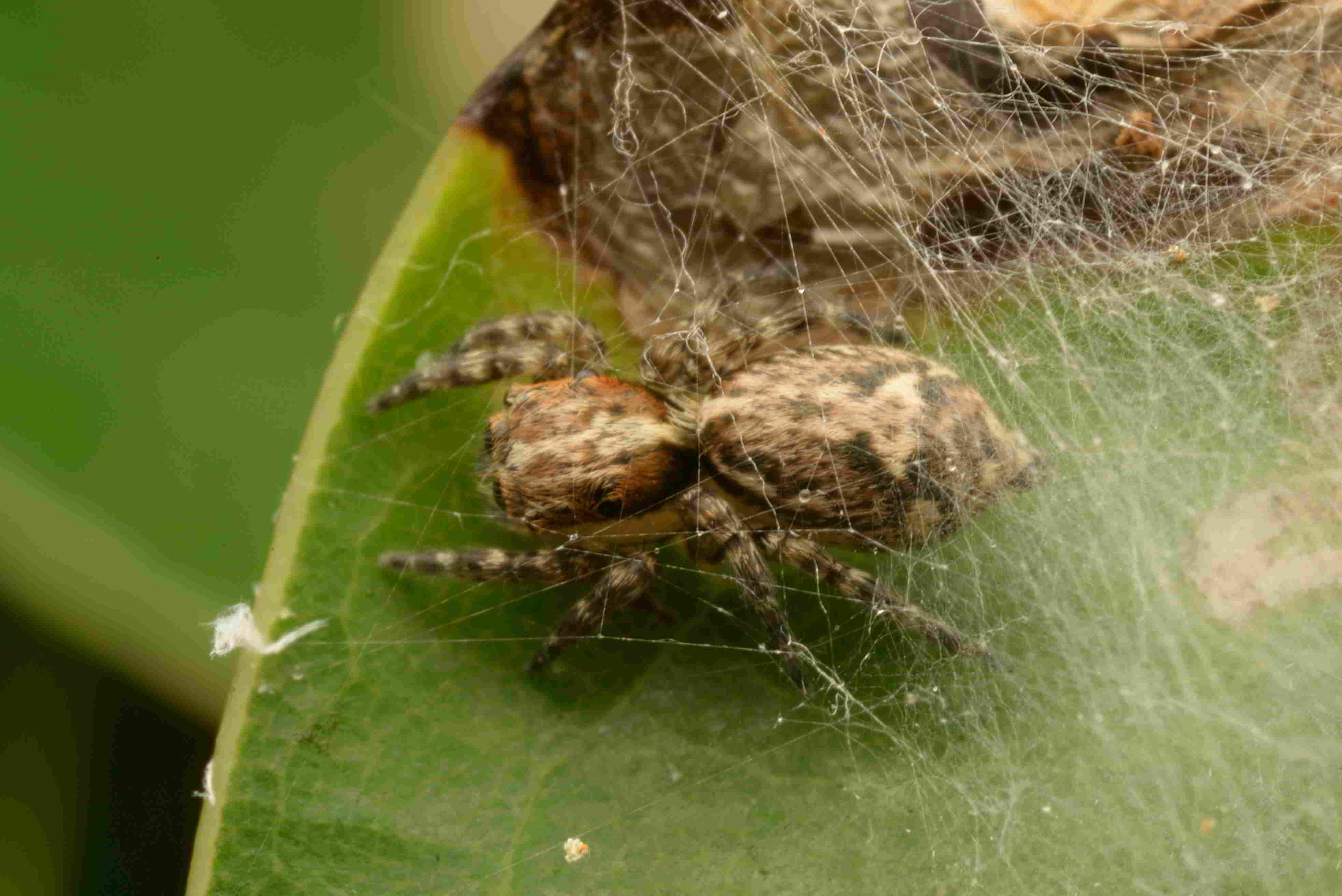 アジアミカドハエトリ♀